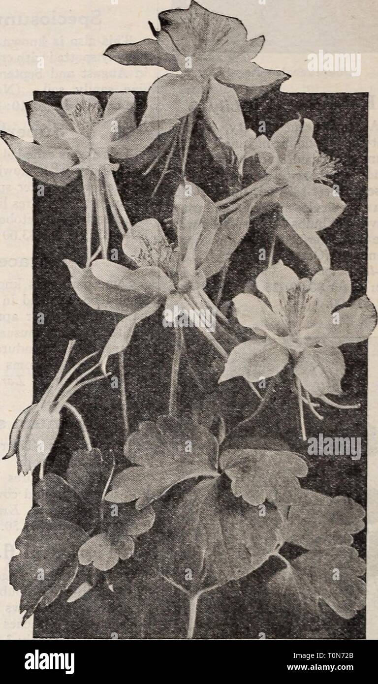 Dreer ampoules de plantes, d'arbustes et bulbes de Dreer plantes, d'arbustes et de graines pour les semis de l'automne : automne 1937 dreersbulbsplant1937henr Année : 1937 Aconitum Aconit napel Casque Flower @ Aconites forme buissonnante des massifs et sont précieux pour les plantes sous les arbres, ou en ombragé ou semi-ombragé. Fischeri. Une variété naine de 18 pouces de plus en plus élevé. A de très grandes fleurs bleu en Septembre et Octobre. Napellus bicolor. Grand bleu et blanc Floraison de juillet à septembre. 3 pieds de haut. - Variété de la Spark. Le bleu le plus foncé de tous ; 30 pouces de haut. Des fleurs en juin. Wilsoni. Fleurs bleu-violet très tard dans Banque D'Images