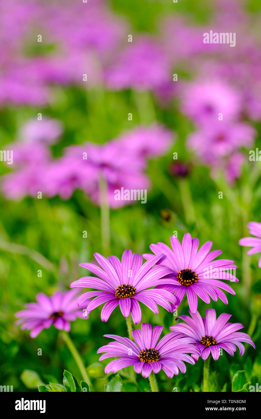 Selective focus sur un champ de marguerites Rose Banque D'Images