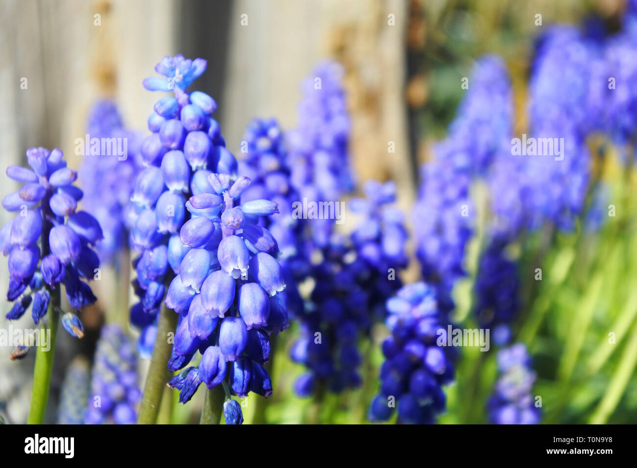 Close-up de muscaris ou Muscari, annonçant l'arrivée du printemps - John Gollop Banque D'Images