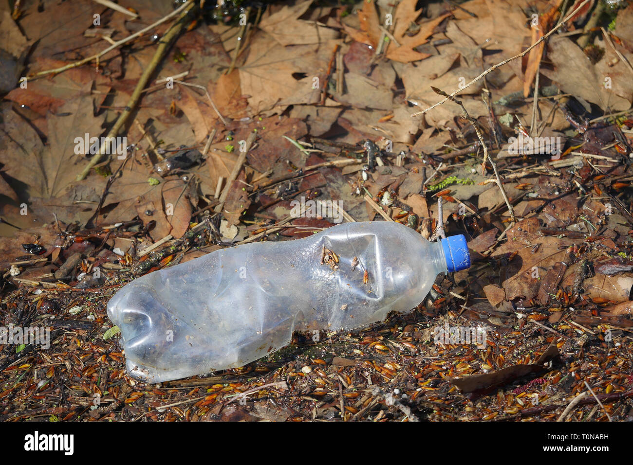 Bouteille en plastique flottant sur les eaux de la rivière Saône, Fontaine-sur Saône, France Banque D'Images