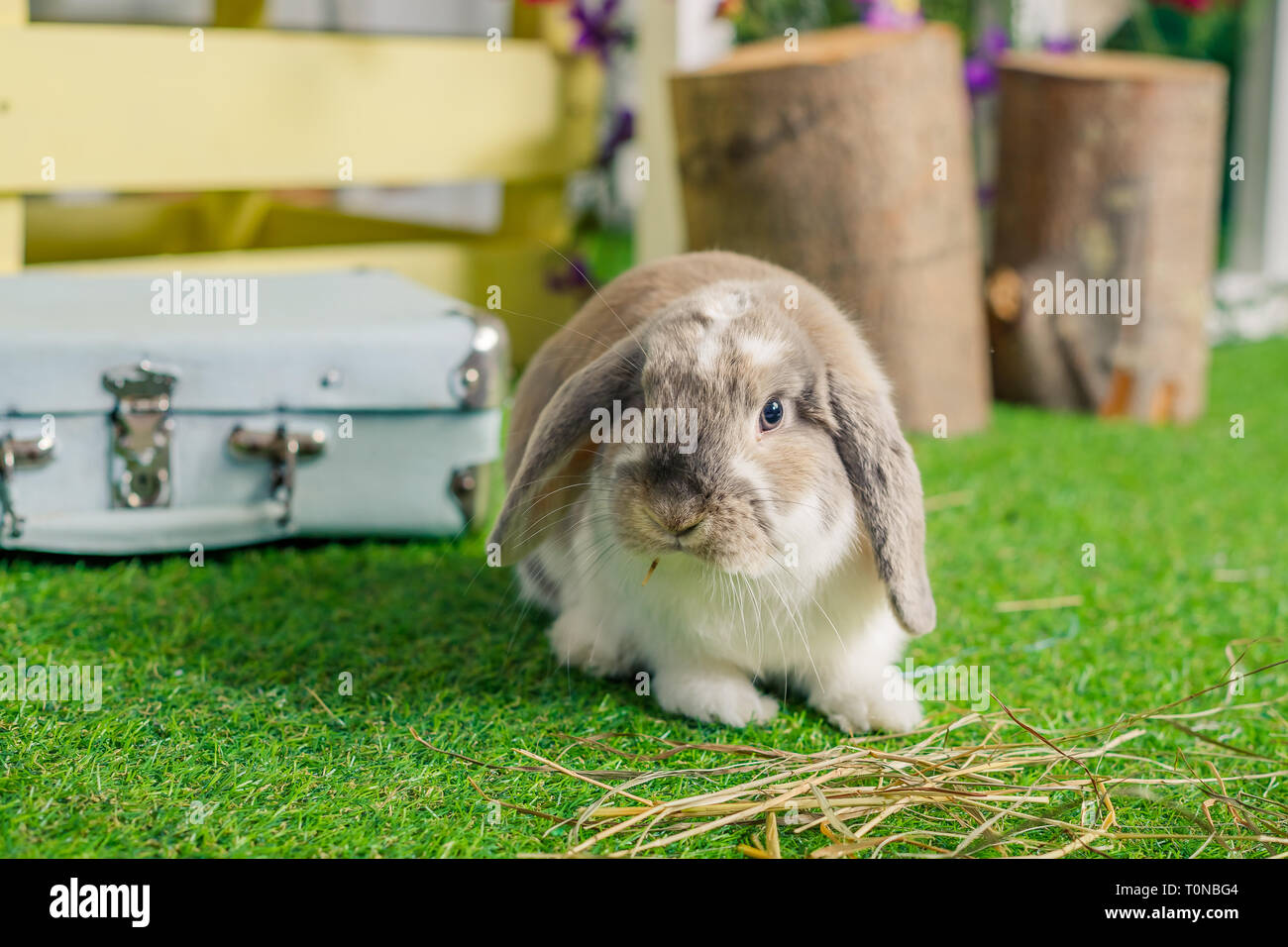 Cute little fluffy white lop oreilles lapin assis sur l'herbe. symbole de Pâques et la saison du printemps.Maison de vacances de printemps. Des animaux de ferme. Lapin mignon. Banque D'Images