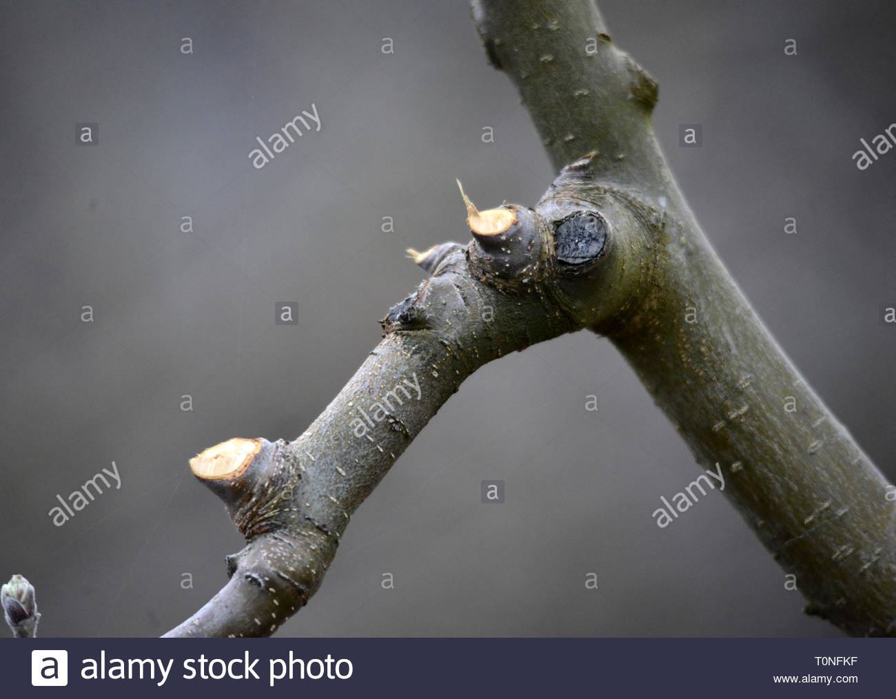 Pomme branche taillés sur un arbre , image d'un Banque D'Images