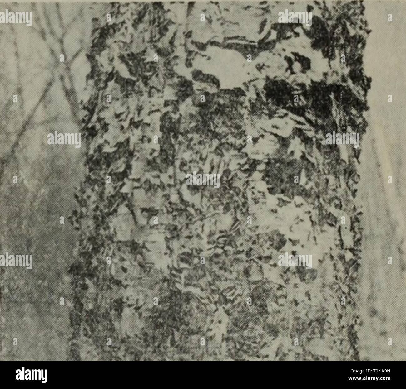 Dong bei mu ben zhi Banque D'Images