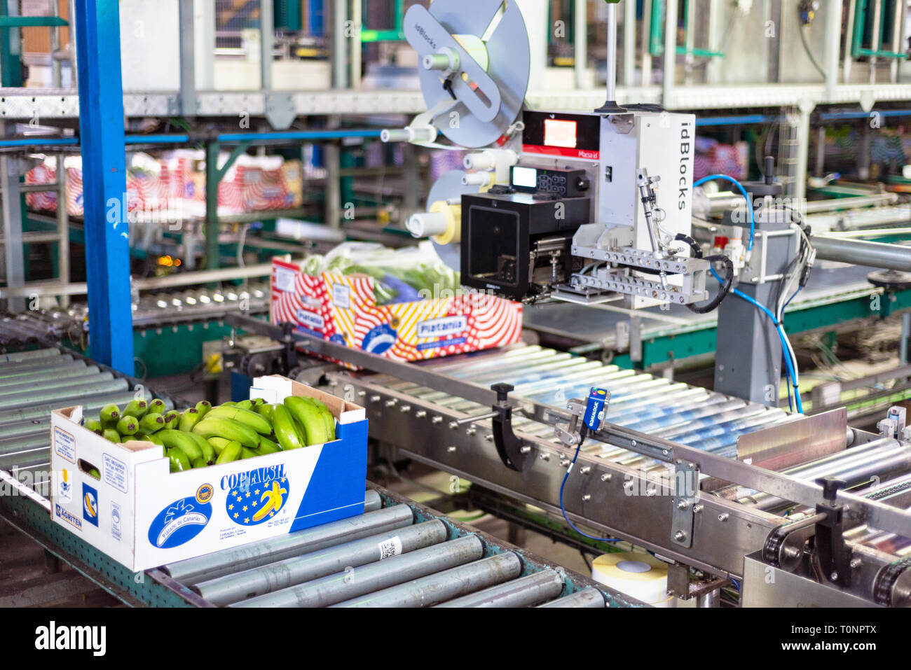 Tenerife, Espagne - 3 janvier 2018 : ligne de conditionnement de l'usine de bananes à Tenerife, Îles Canaries Espagne Banque D'Images