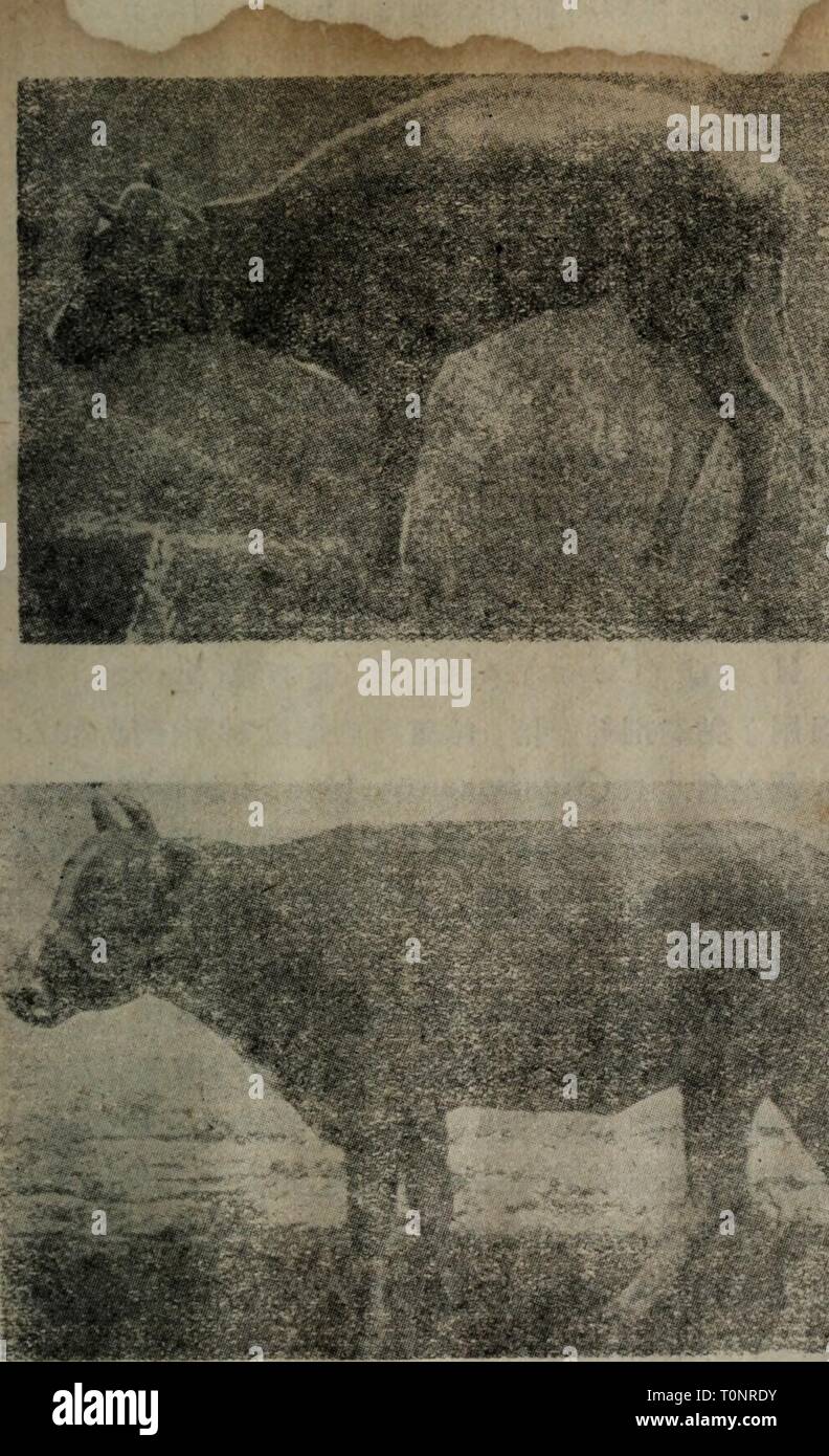 Dong Zhi wu sheng huo Banque D'Images