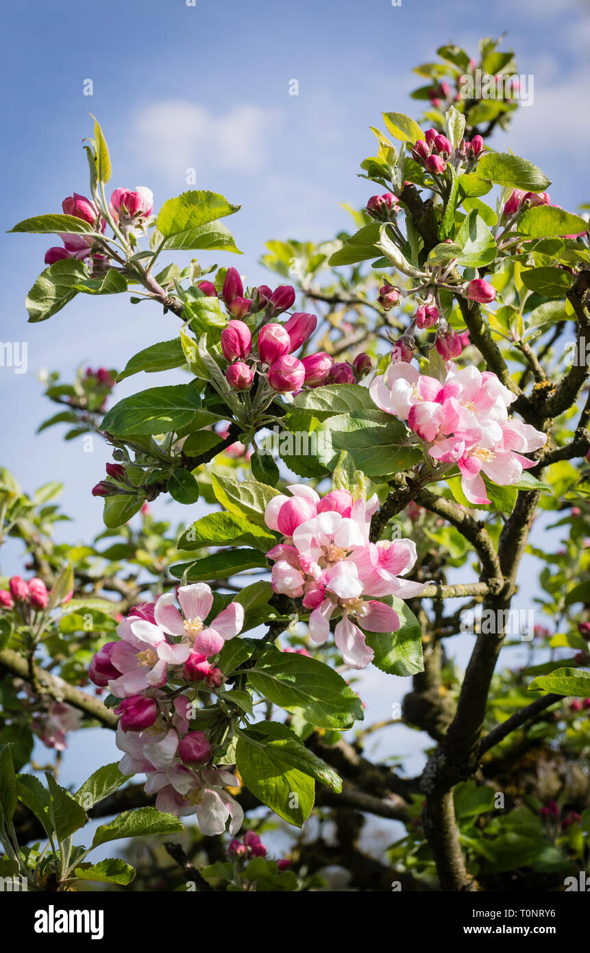Fleur de printemps sur Malus domestica Coucher du soleil dans un jardin anglais en mai Banque D'Images