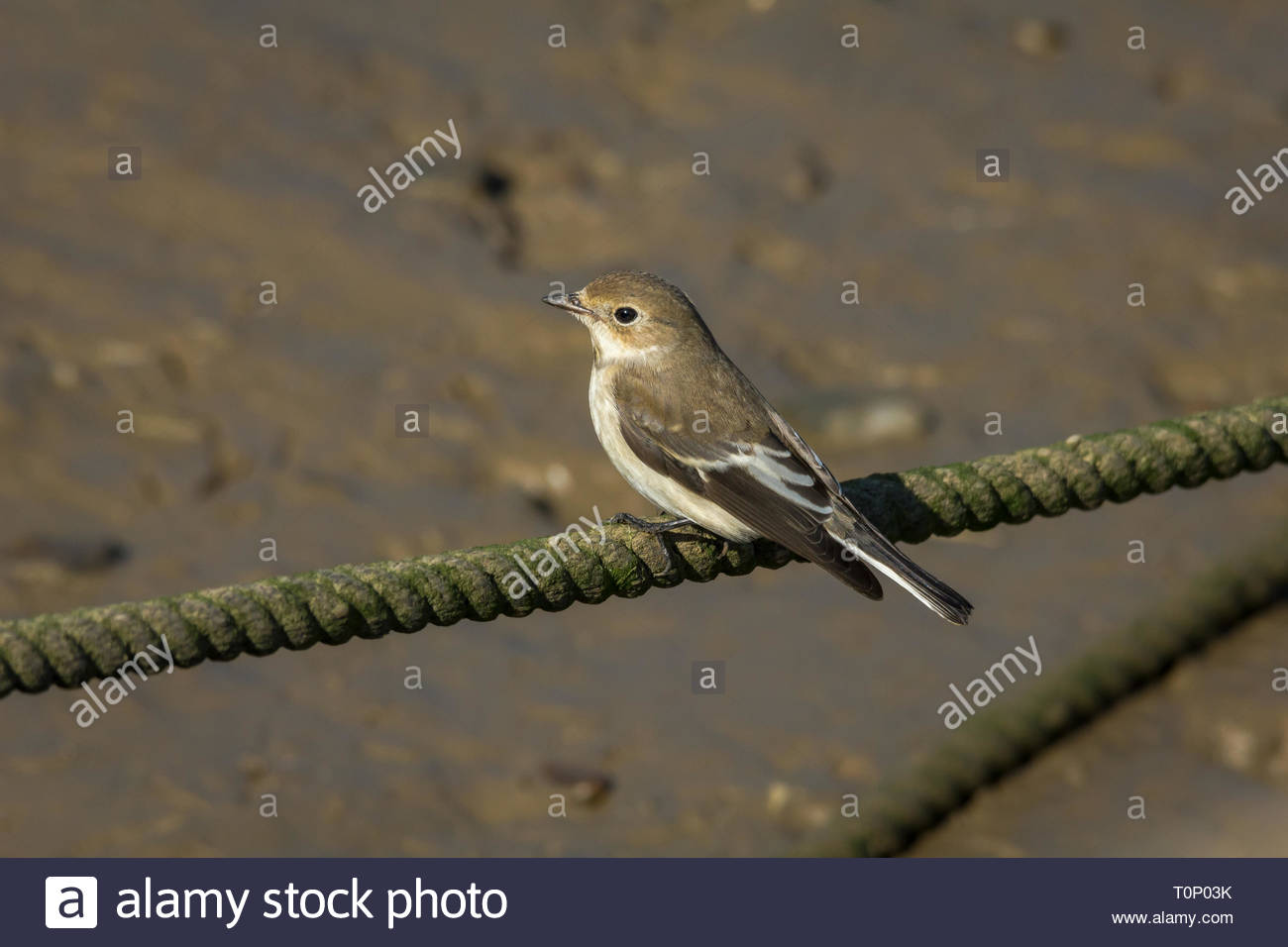 Moucherolle pie femelle reposant sur une corde d'amarrage à Morston à Norfolk, Angleterre Banque D'Images