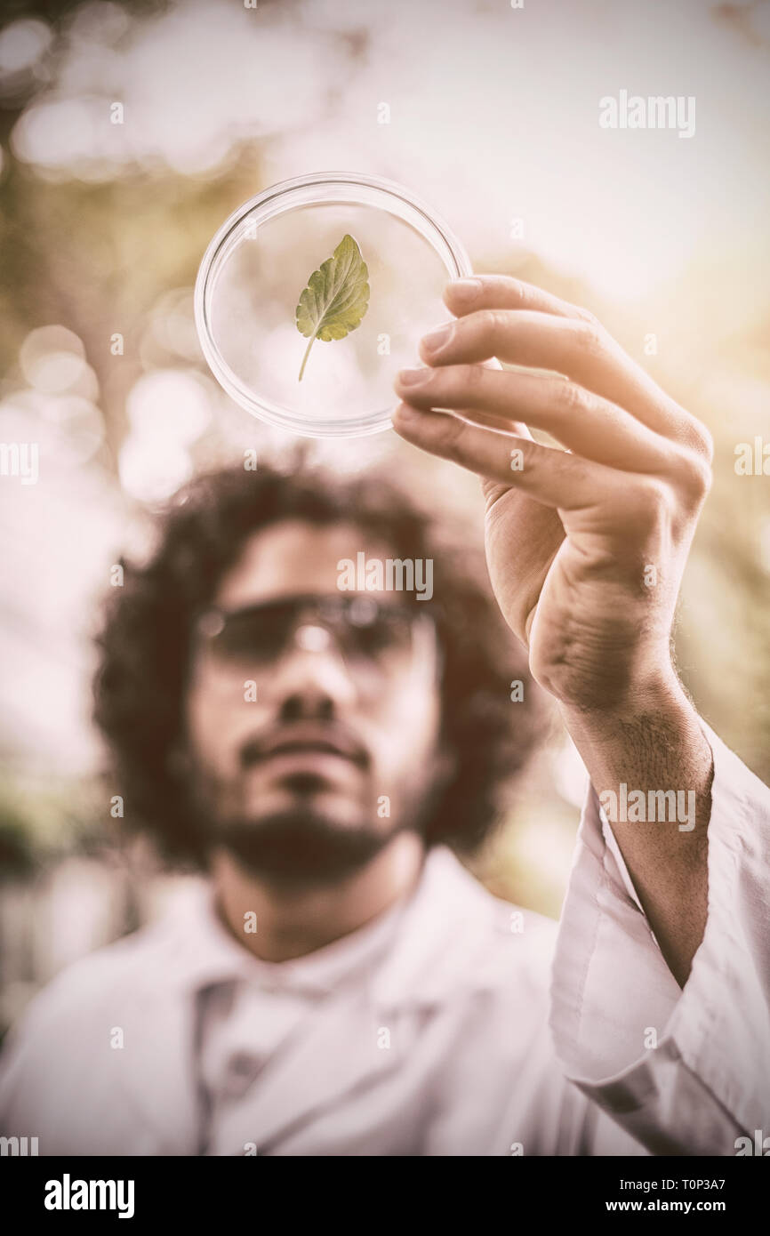 Male scientist inspecting leaf sur boîte de pétri à émissions de Banque D'Images