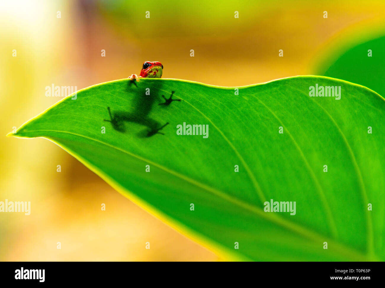 Une fraise rouge ou d'un poison dart frog (grenouille flèche oophaga pumilio) se cacher derrière une feuille, Bastimentos Island National Park, Bocas del Toro, PANAMA. Banque D'Images