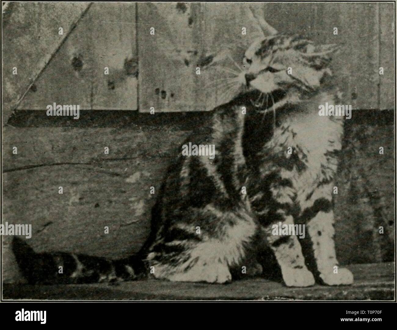 Le Chat Domestique Bird Le Chat Domestique Bird Killer Mouser Et Le Destructeur De La Vie Sauvage Moyens D Utiliser Et De Controle Il Domesticcatbirdk00forbrich Annee 1916 Fig