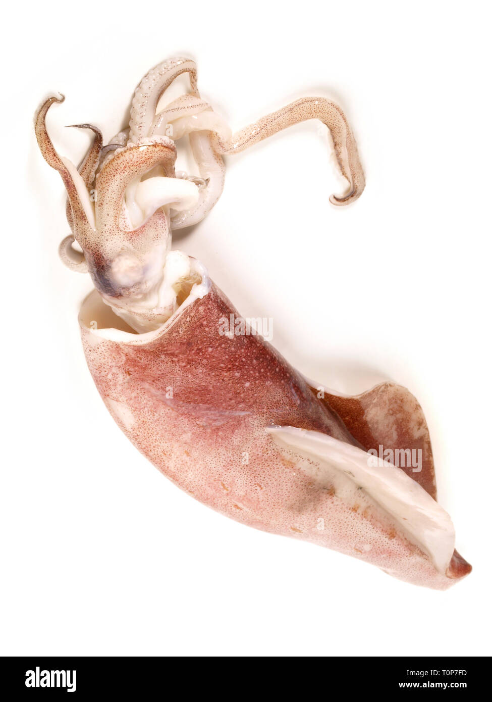 Octopus sur fond blanc Banque D'Images
