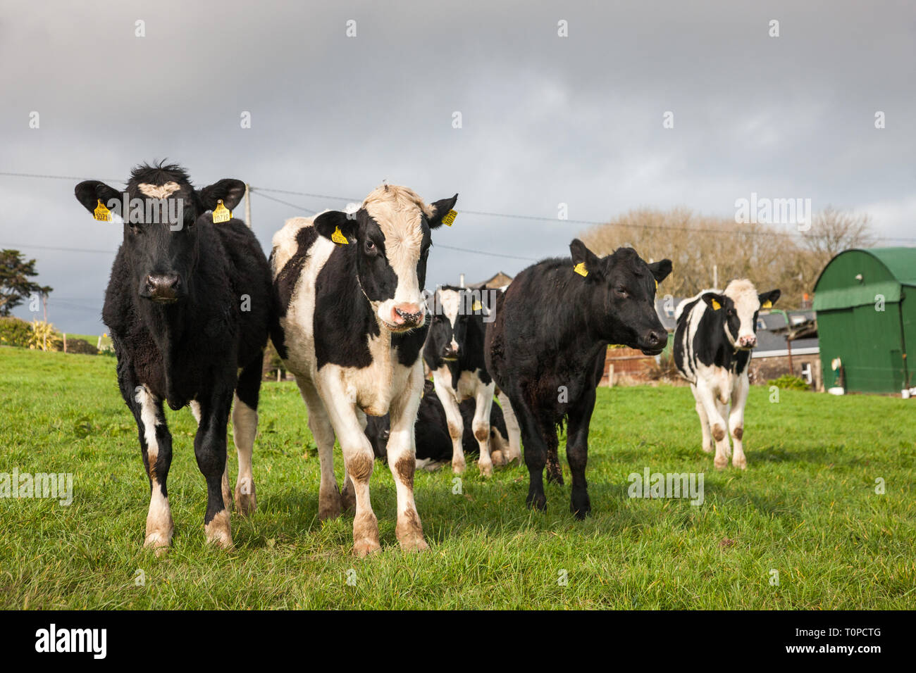 Fennell's Bay, Cork, Irlande. Mar 21, 2019. Le Royaume-Uni est le plus grand marché de la viande bovine irlandaise, qu'il représentait plus de 57  % des exportations de bœuf irlandais en 2015. Extorque de boeuf de l'Irlande vers le Royaume-Uni est évaluée à près de 1,1 milliard d'euros par an et est maintenant une inquiétude pour les agriculteurs avec Brexit imminente. L'image montre le pâturage de l'année dans une ferme de Fennell's Bay, dans le comté de Cork, Irlande. Crédit : David Creedon/Alamy Live News Banque D'Images