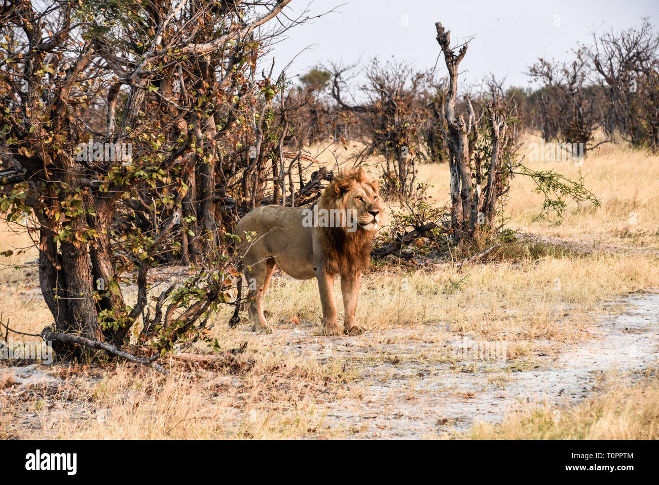 Savuti, Parc National de Chobe, au Botswana. Septembre 2017 - Majestic Lion regarde vers la droite. Banque D'Images