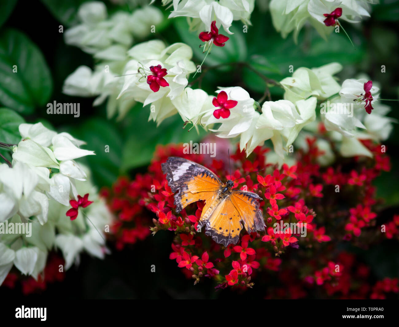 Close up aile cassée papillon orange Plain Tiger (Danaus pyrrhon pyrrhon) fleur rouge sur fond vert avec jardin Banque D'Images