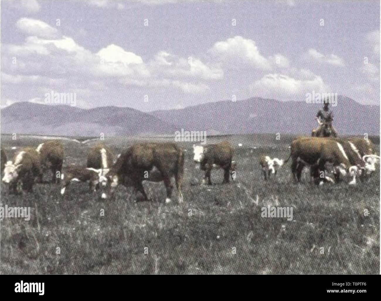 D'impact environnemental pour le projet d'énoncé des incidences environnementales pour le plan de gestion des bisons interagences pour l'État du Montana et le Parc National de Yellowstone draftenvironment09unit Année : 1998 paires de synthèse sur les terres forestières nombre environ 86, avec environ 130 paires sur attribué des terres privées. Dans la région de West Yellowstone, à environ 364 paires- vache paissent sur les terres forestières dans le Cheval Butte et Wapiti. 128 couples (et 2 paires sur les terres privées de parole) sont trouvés sur les parcelles à l'ouest et le sud de l'Hebgen Lake. Le bétail près de Whitehall, Mon Banque D'Images