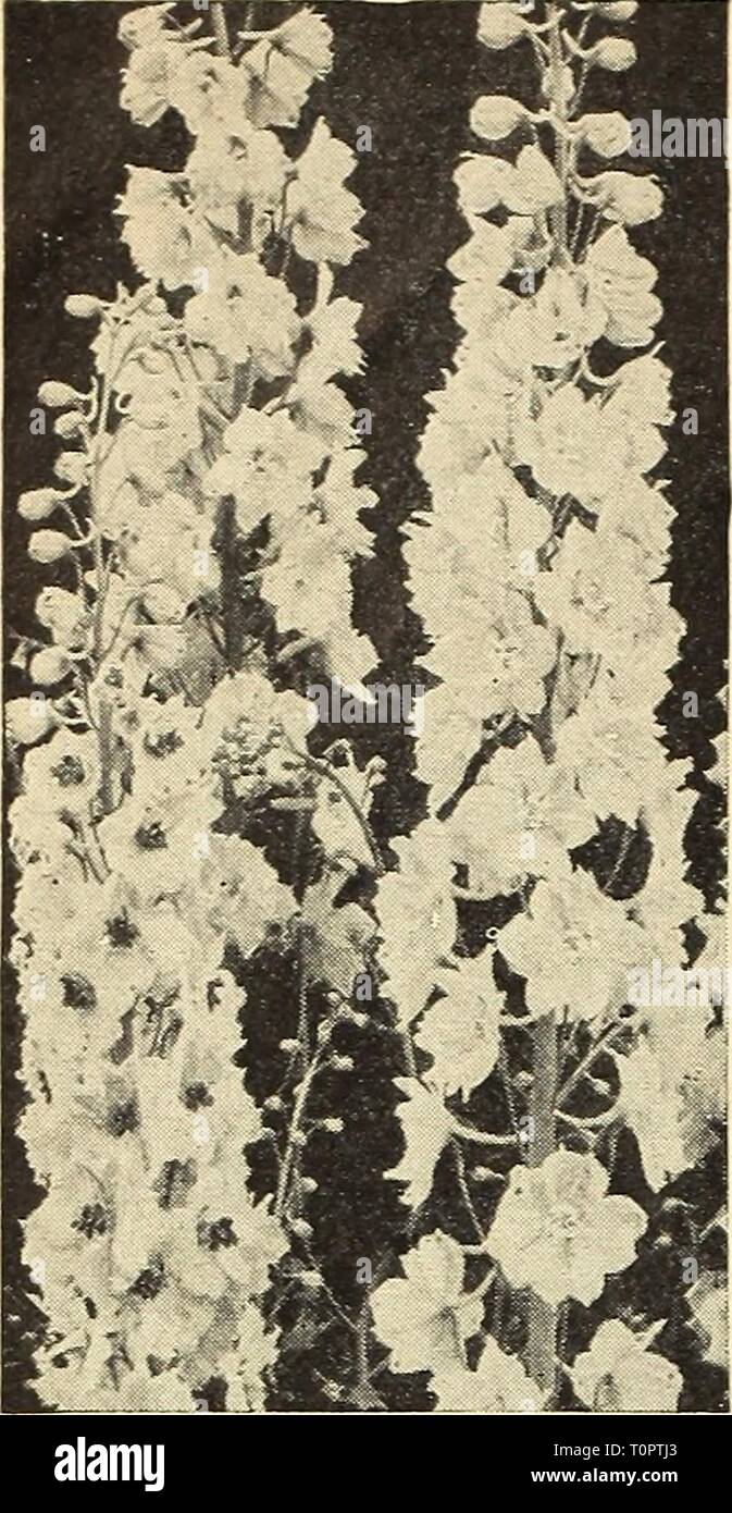 Dreer's automne 1945 guide de plantation d'automne 1945 Dreer planting guide dreersautumn19451945henr Année : 1945 des graines de fleurs pour les semis d'automne Pacific Giant Delphinium hybride Hardy Larkspur [hp] ® 1945 Frais de récolte la plus glorieuse de toutes les delphiniums 2164 Black Knight. De loin le plus sombre encore bleu-violet. Une impressionnante couleur. 2 J 62 geai bleu. Les tons bleu fascinant de la lumière à l'obscurité, tous avec bee. 2767 Blue Bird. Les énormes pointes, ensemble avec des fleurs bleu clair à moyen en- hanced par white abeilles, présente un superbe spectacle dans le jardin. 2768 Cameliard. La lavande pure avec l'abeille blanche, possède Banque D'Images