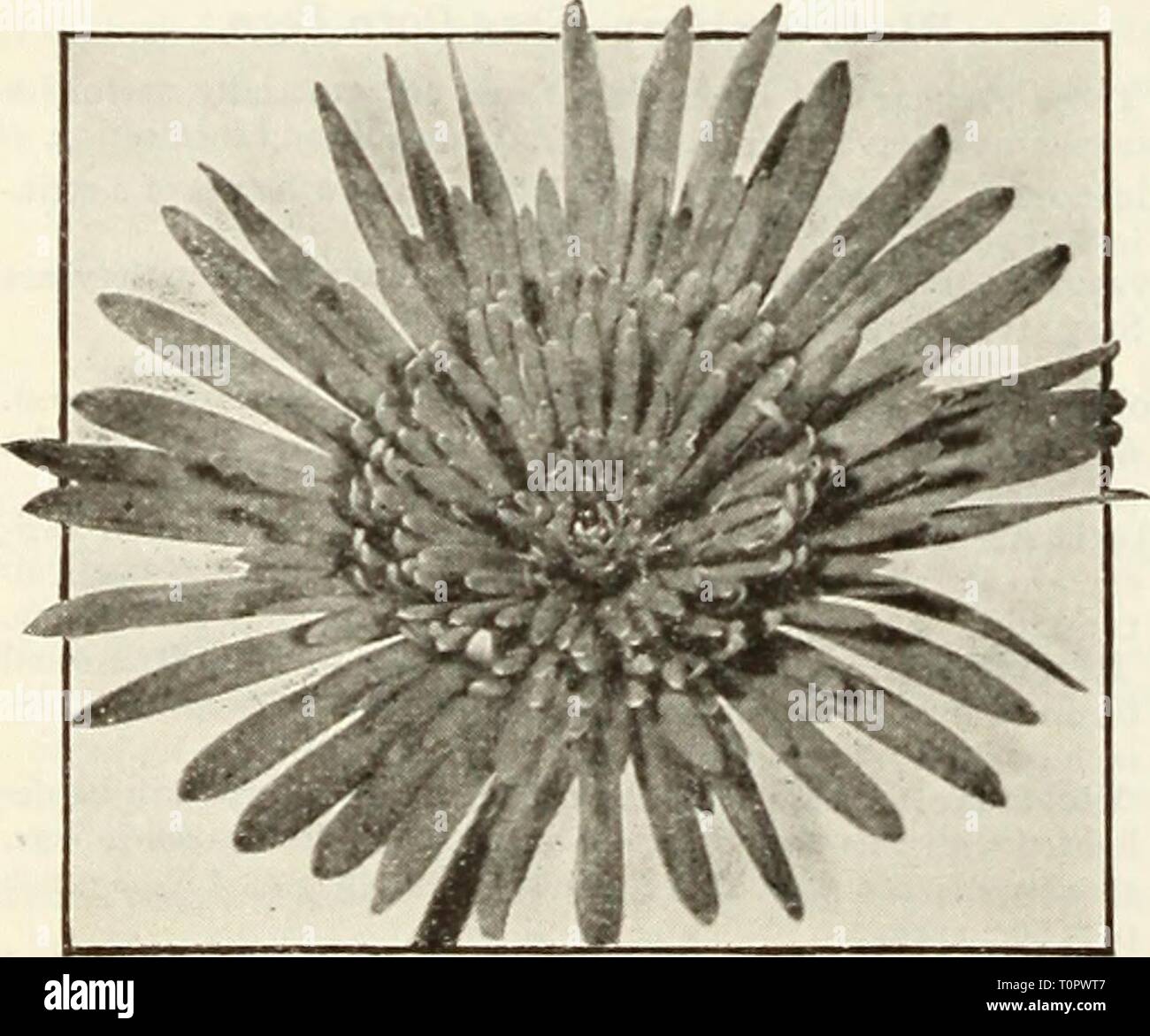 Dreer ampoules de plantes, arbustes, bulbes de Dreer : Plantes, arbustes, et des semences pour la plantation d'automne1936dreersbulbsplant henr Année : 1936 Floraison et des plantes décoratives^^Farfu continue de l'ium-Leopard Plant Grande. Il s'agit d'une plante avec de grandes feuilles circulaires, abondamment tachetées de blanc crème et jaune. 50c chacune. Ficus elastica usine de caoutchouc. La célèbre usine de caoutchouc. 4 pots de 81 cm, 10 pouces de haut, 75c chaque ; 6 pots, 20 à 24 pouces de haut, SI.Si chacun. {Populina le bébé Plan en caoutchouc !)- Cette miniature est un ficus à feuilles bienvenue compagnon de la célèbre usine de caoutchouc faisant également Banque D'Images