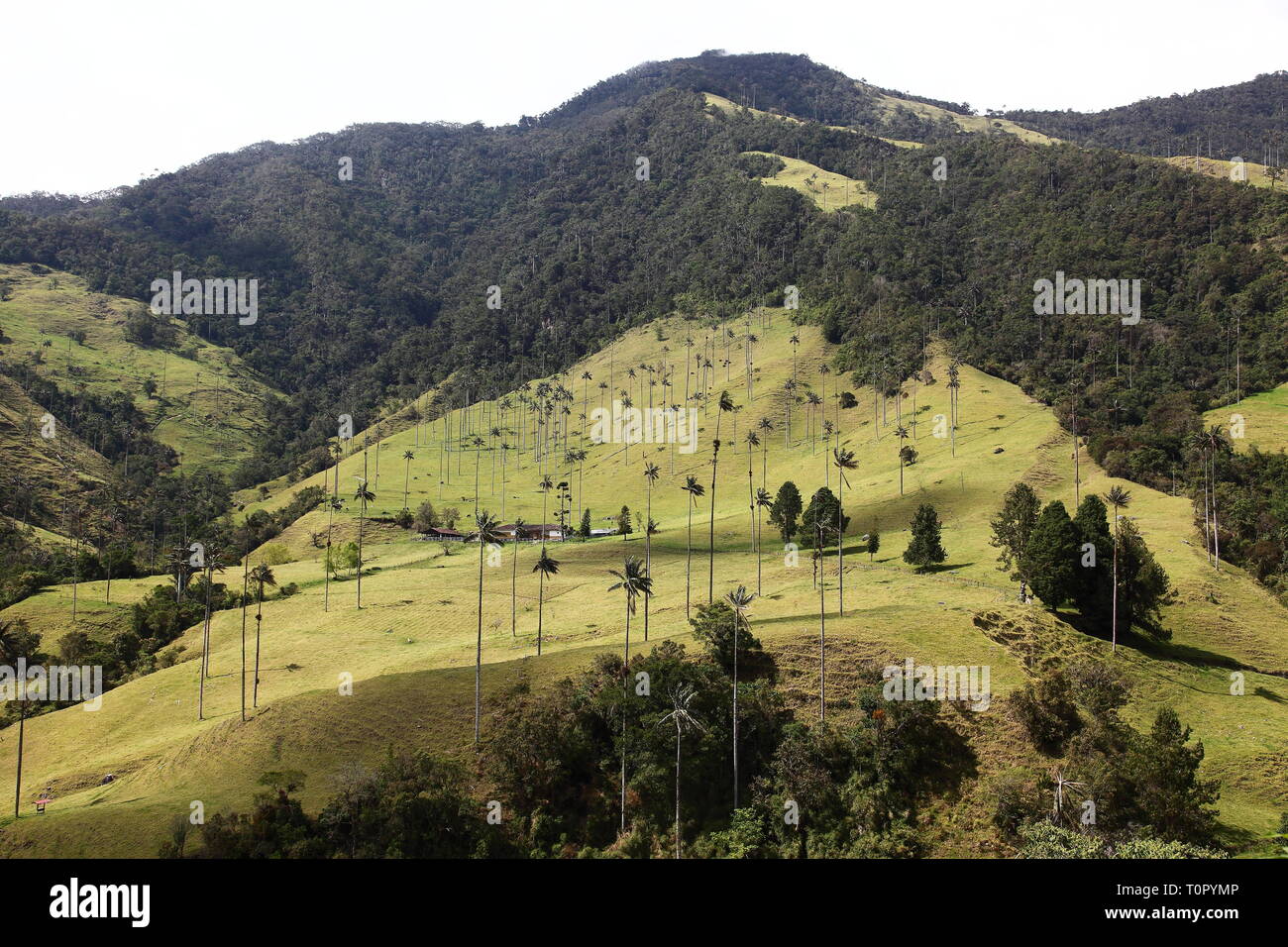 Cire imposants palmiers jusqu'à 60 mètres de haut, dans la vallée de Cocora, à l'est du Salento dans le district Quindío de Colombie. Banque D'Images