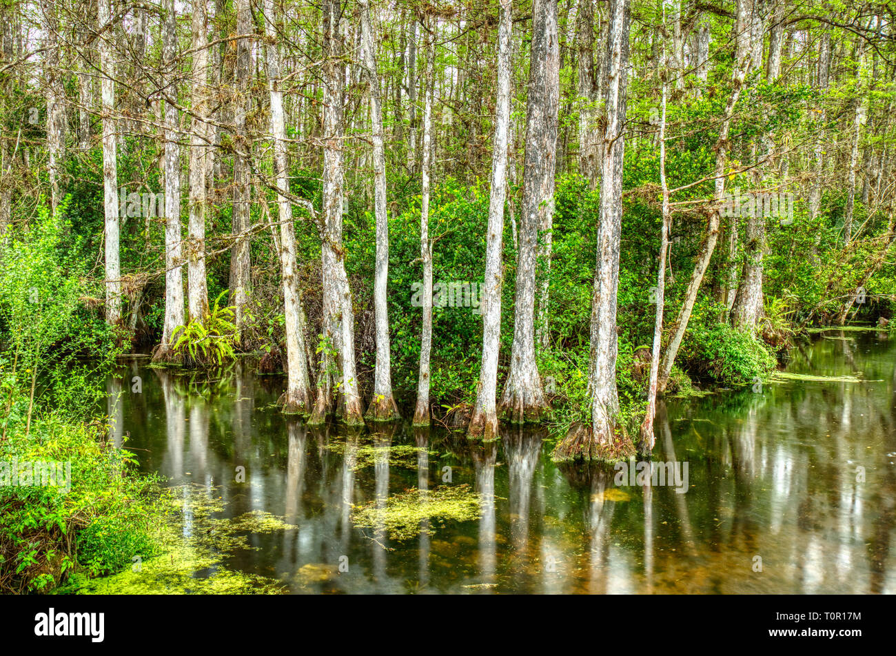 Cyprès dans swamp dans Sweetwater Slough sur Loop Road dans la réserve nationale de Big Cypress en Floride Banque D'Images