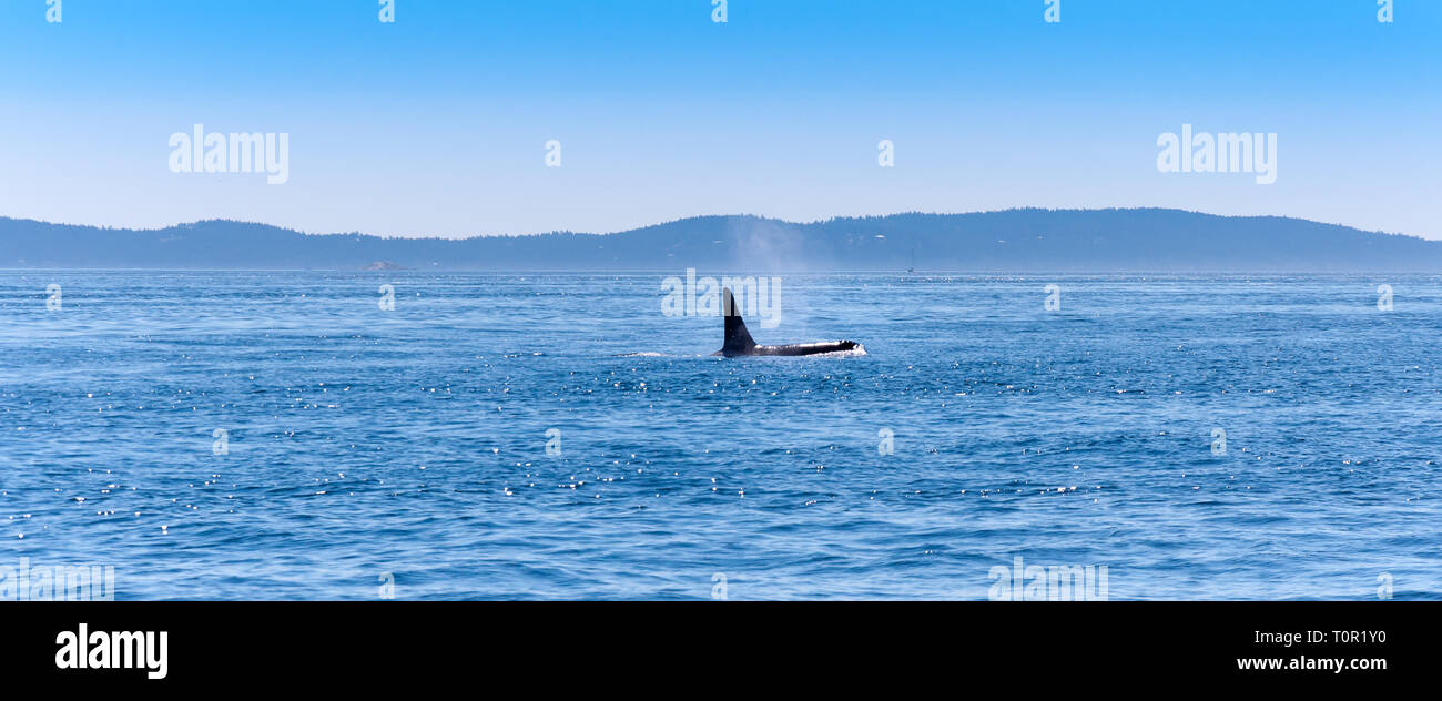 La fin d'un orque mâle près de l'île de Vancouver. Banque D'Images