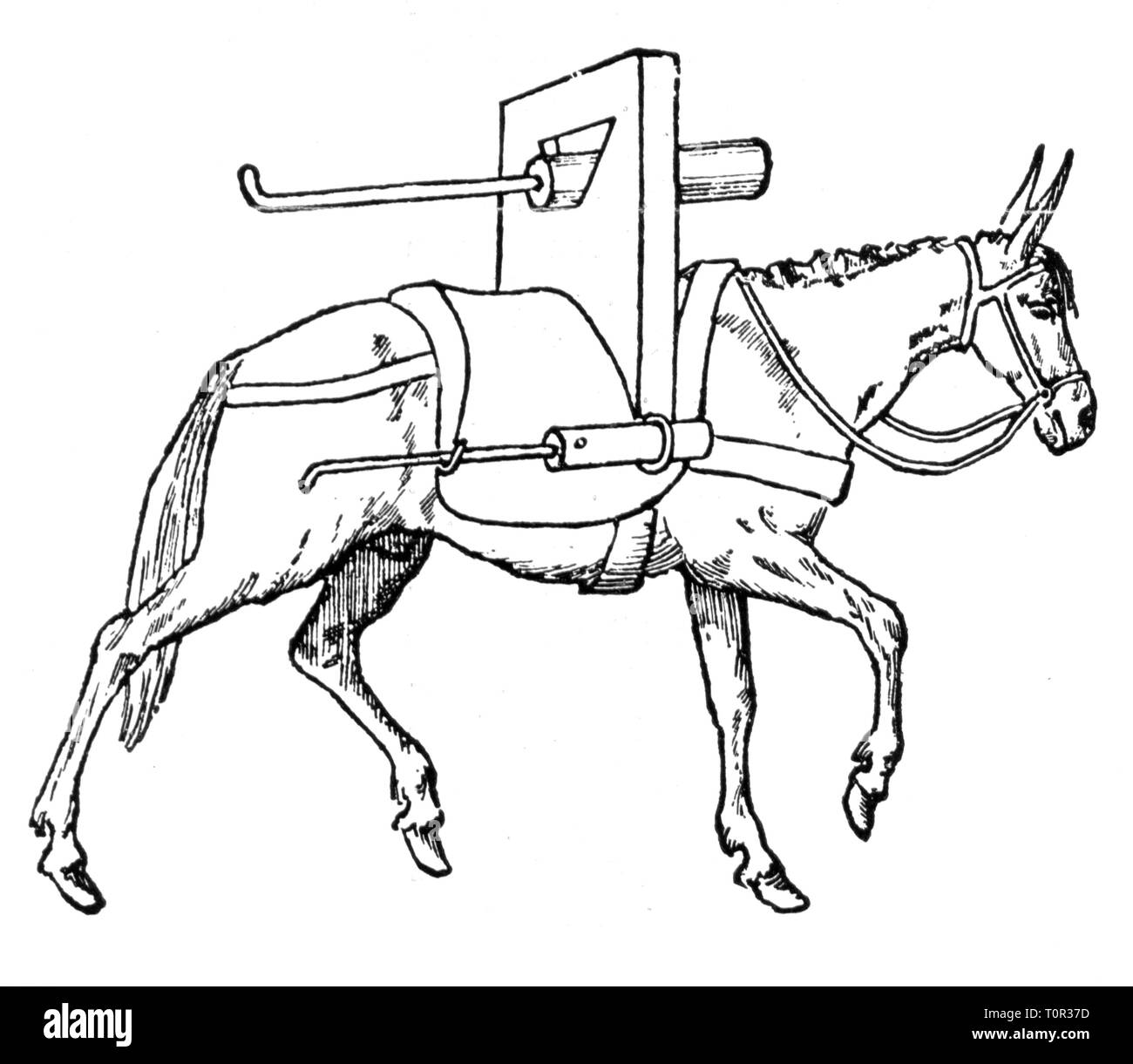 L'artillerie, militaires, armes à feu, armes à feu de l'artillerie de montagne, monté sur un mulet, après le manuscrit, 1450, Additional-Rights Clearance-Info-Not-Available- Banque D'Images