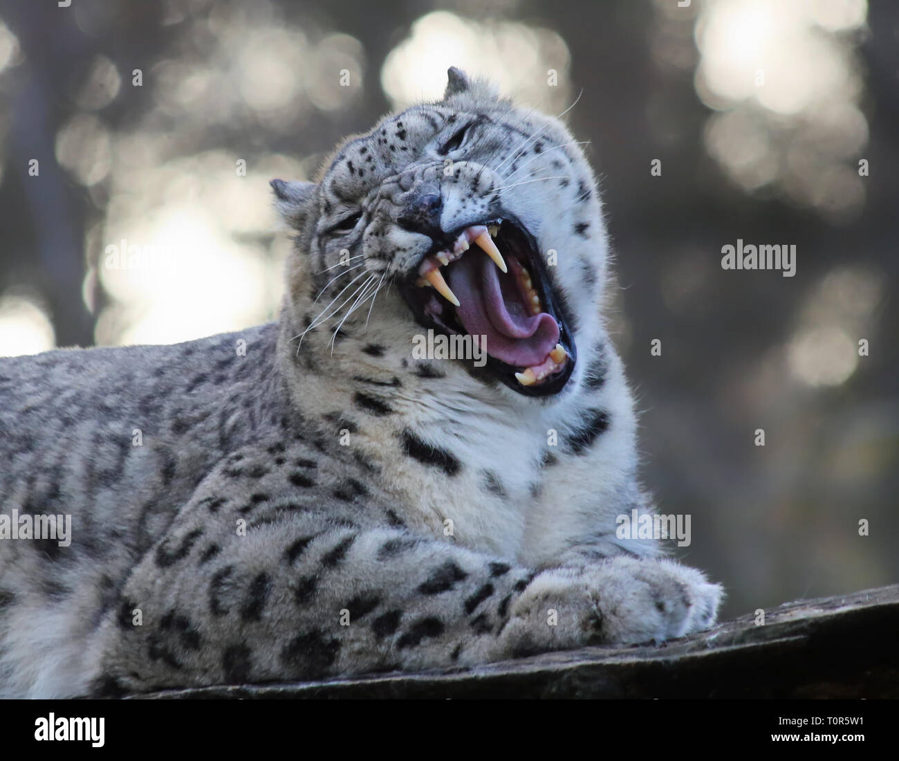 Snow Leopard rugissant Banque D'Images