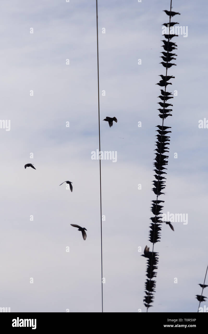 Troupeau d'Étourneau sansonnet (Sturnus vulgaris) sur les fils d'électricité. Beaucoup d'oiseaux sur les fils. Banque D'Images