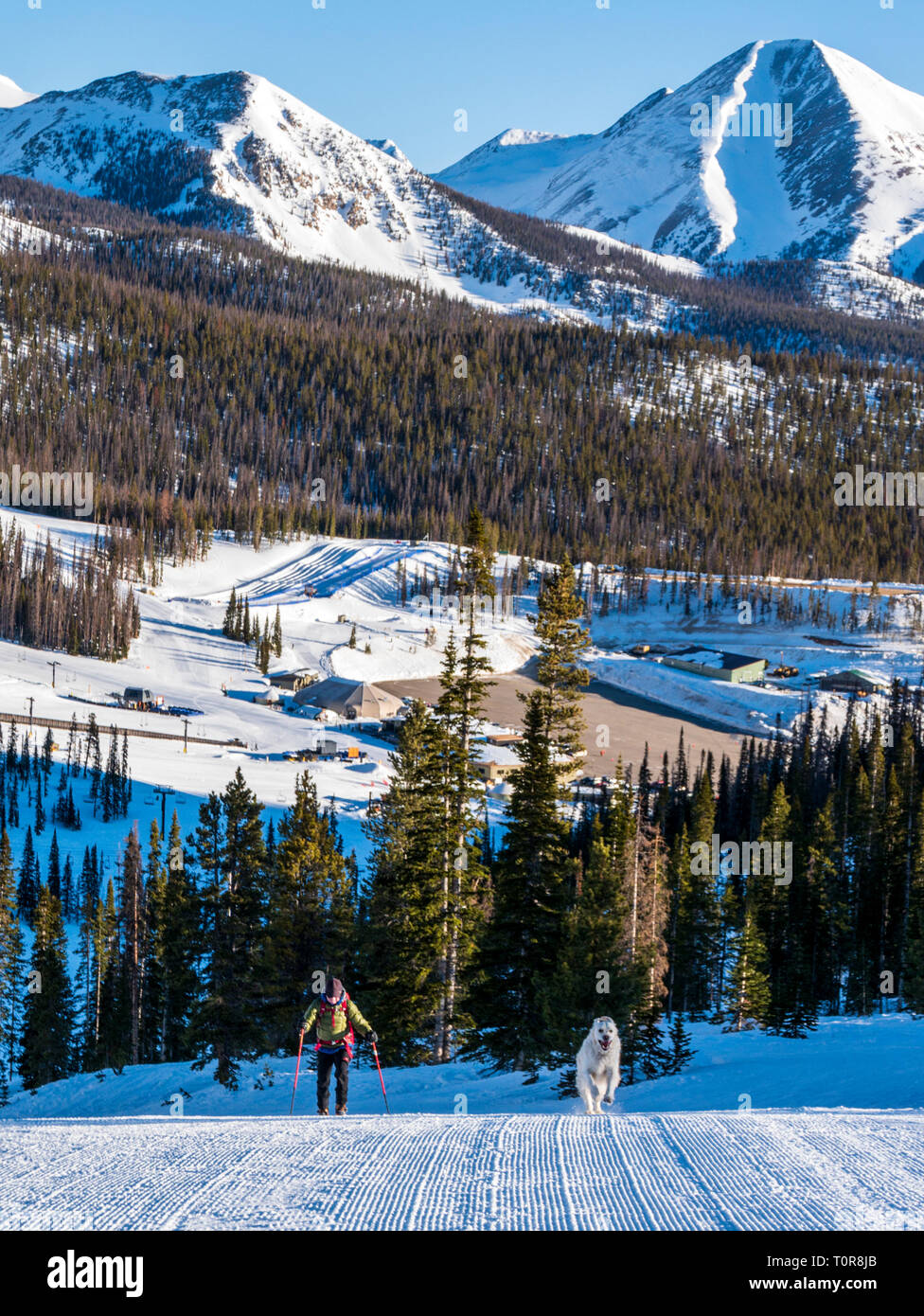 Skieur de randonnée alpine & pet Golden Retriever dog au Monarch Mountain Ski & Snowboard Resort le dépouillement jusqu'à la montagne ; partage des eaux du Colorado, U Banque D'Images
