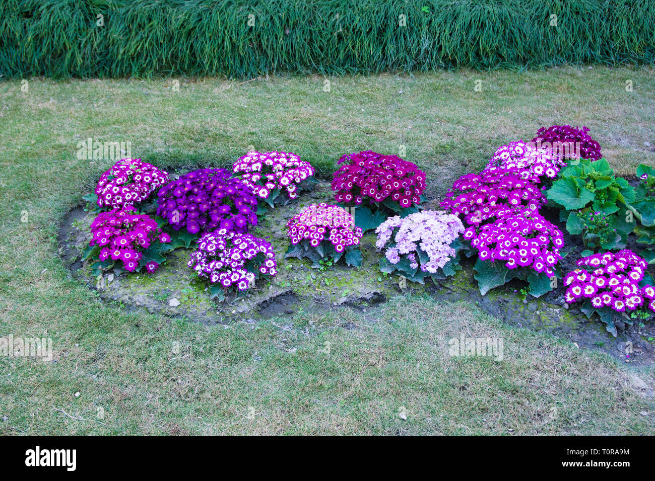 Rose de jardin fleurs violettes Banque D'Images