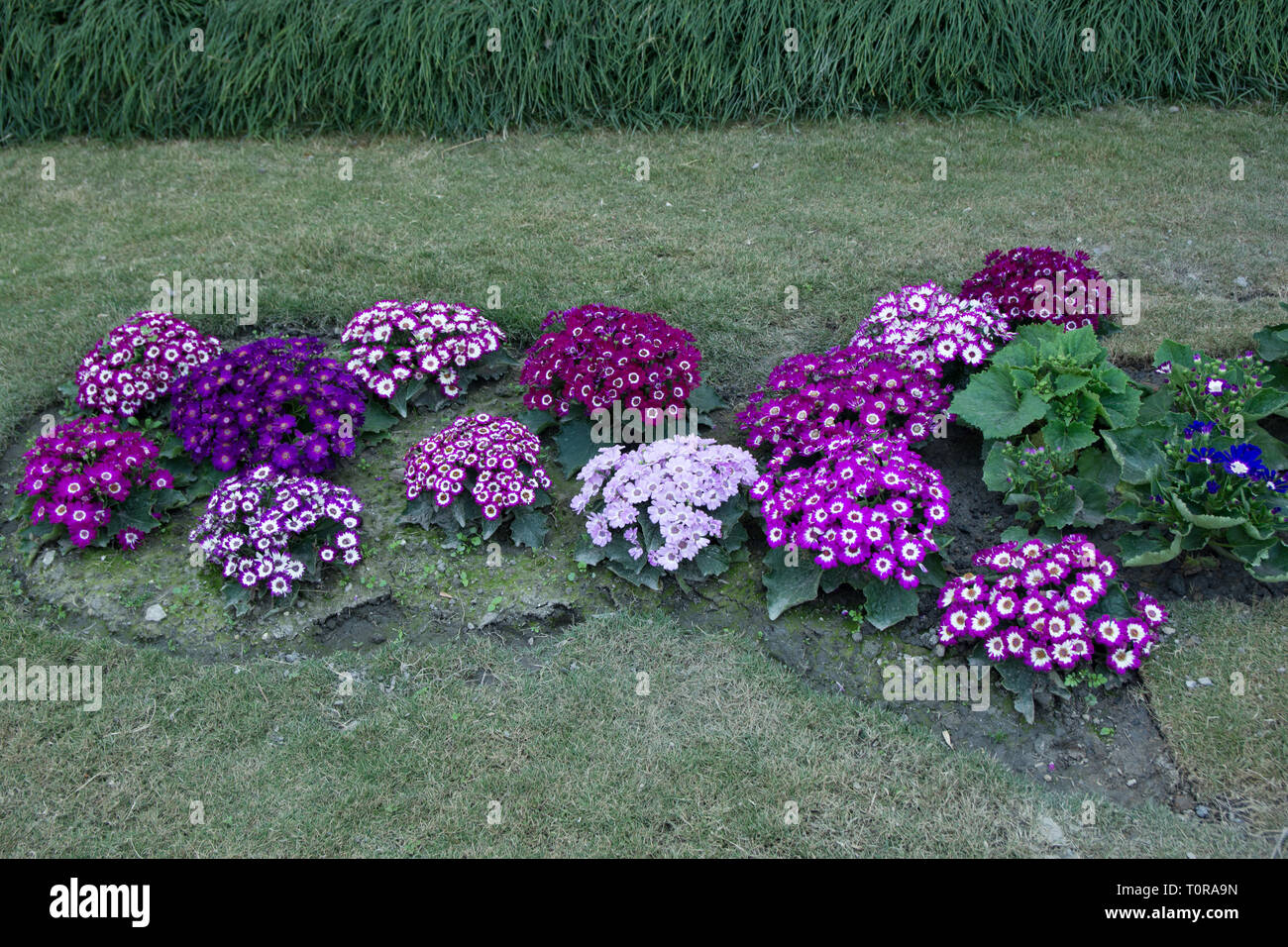 Rose de jardin fleurs violettes Banque D'Images