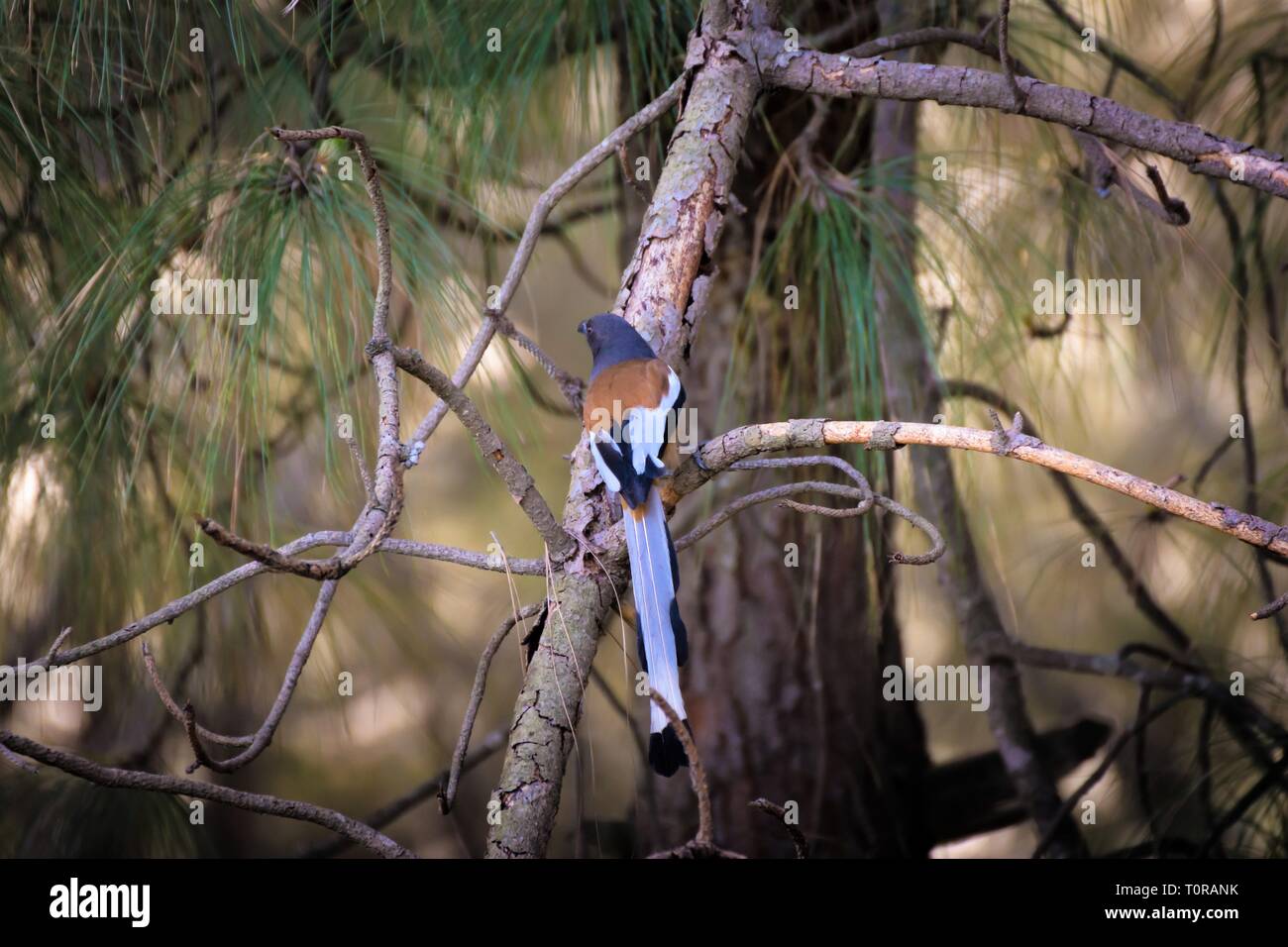 Longue queue comme un oiseau sur une branche d'arbre Banque D'Images