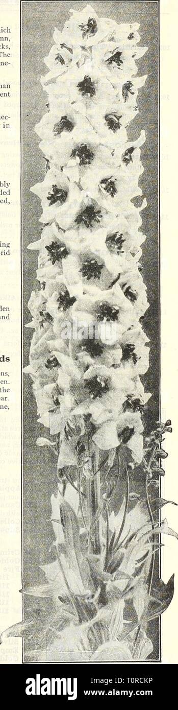 Catalogue automne 1929 l'Dreer (1929) Dreer catalogue automne 1929 l'dreersautumncata1929henr Année : 1929 Un joli petit jardin de pierre de Spike typique De Luxe du Dreer Delphinium hybrides (75) Banque D'Images