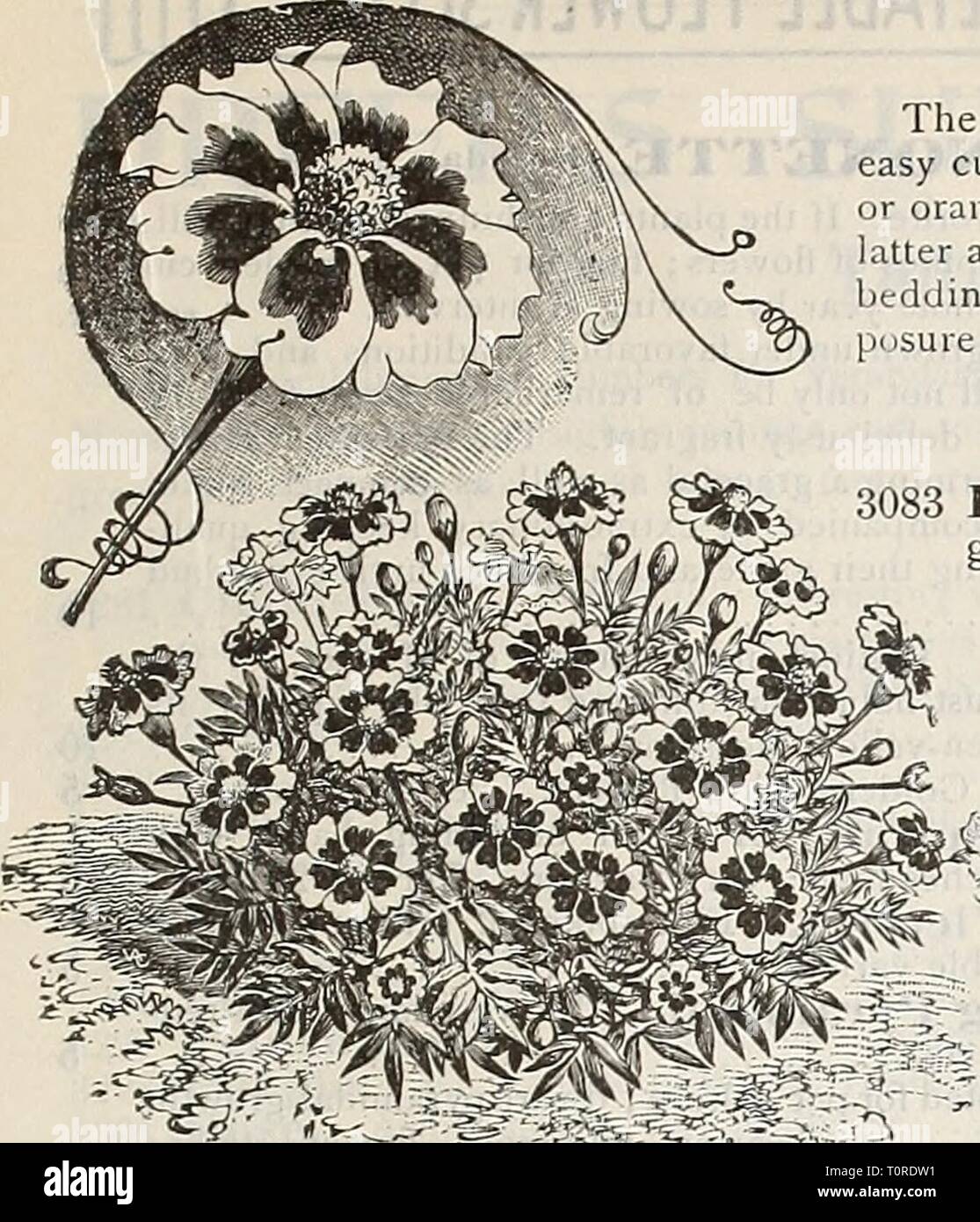 Dreer 1901 Calendrier du jardin (1901) Le jardin 1901 Dreer1901dreers calendrier jardin1901henr Année : 1901 NENRTADREER PHIIAKLPIIIAM RELIABIE^---FLOWER SEEDS MARIGOLD. Marigold, Légion d'Honneur. MIMOSA. (Sensible, ou plante humble.) curieux et intéressant des annuelles, avec des fleurs d'un blanc rosé ; les feuilles près du statisme et quand touclied ou secoué. Par PKr. 3181 Pudica. 1J pieds MIMULUS. Voyante, les plantes à floraison abondante. Com- de nombreuses variétés de levier, avec blanc, jaune soufre et motifs, tachetées de pourpre, d'écarlate, et de rose, très bien pour les émissions ou humides, des situations ombragées ; demi-vivaces ; Banque D'Images