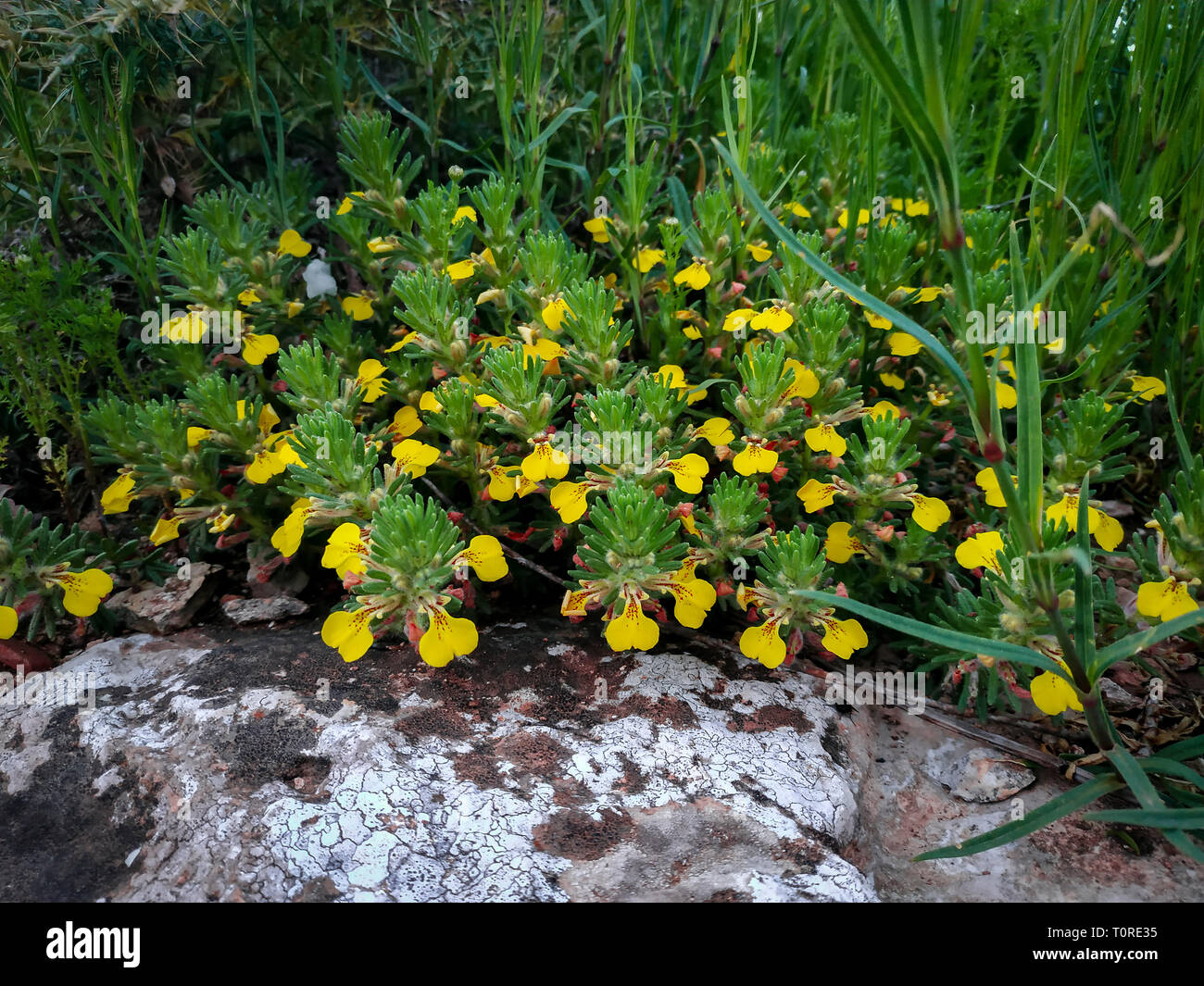 Yellow Bugle Photos Yellow Bugle Images Alamy
