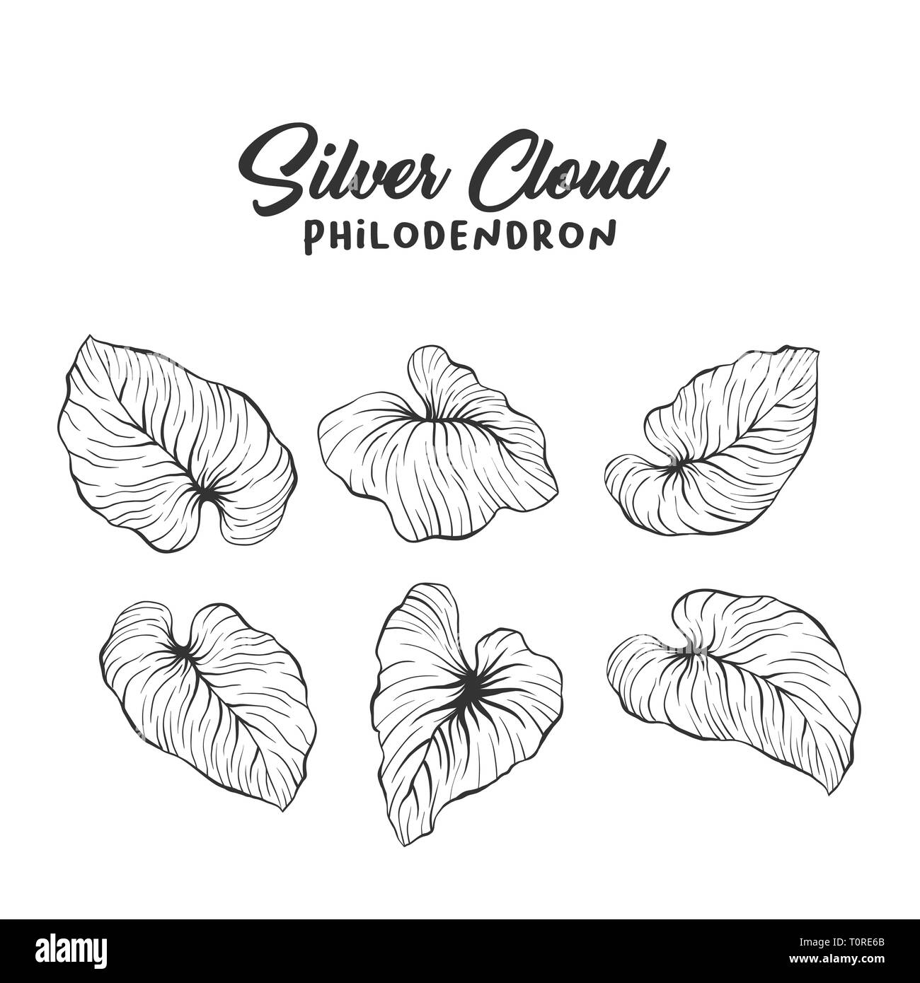 Les feuilles de palmier à la main réaliste illustration. Plante à feuillage tropical, un stylo à encre croquis. Philodendron mamei la gravure. Carte de voeux design isolés botanique élément. La flore de la forêt tropicale silhouette Illustration de Vecteur