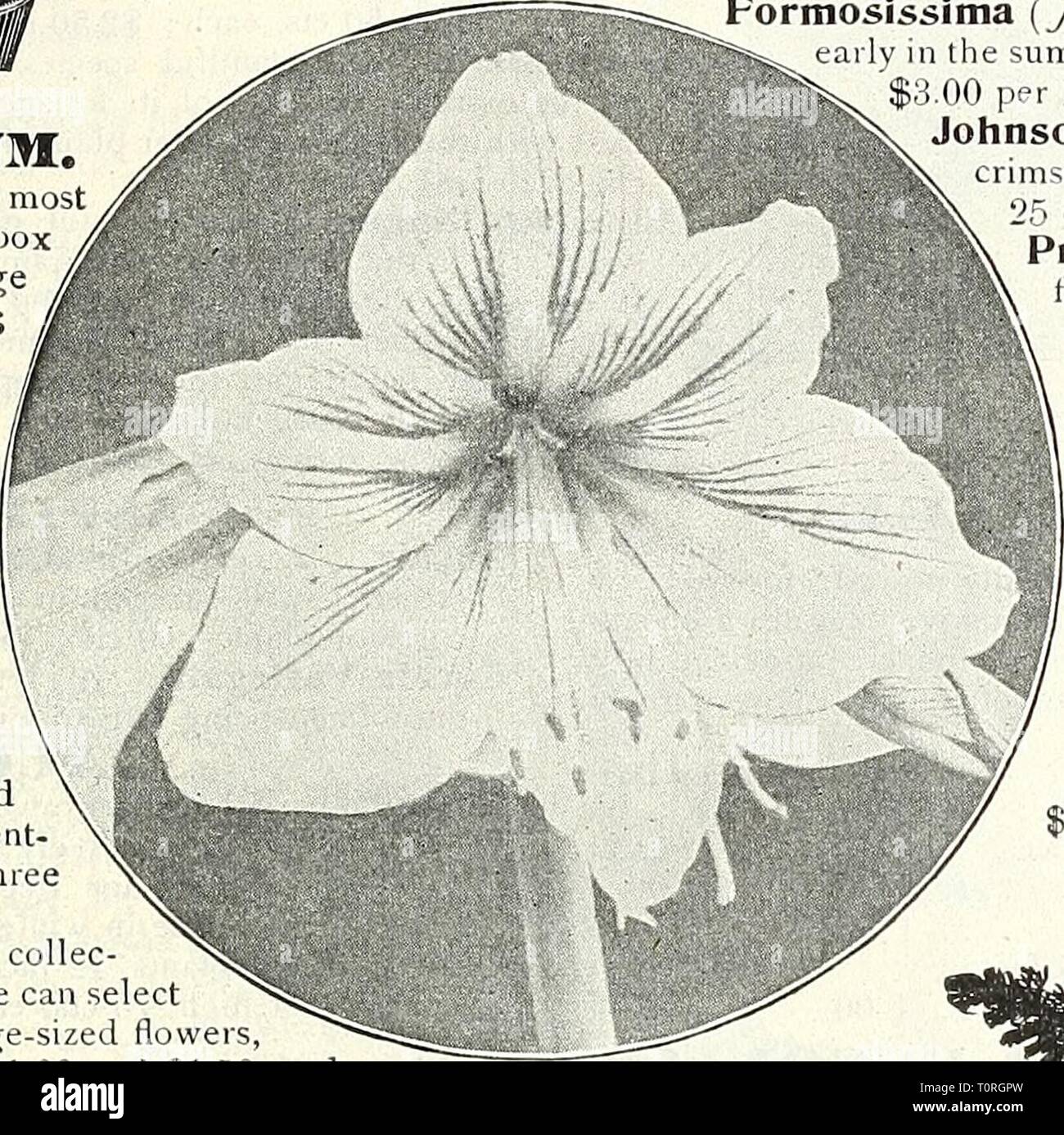 Dreer's garden book 1905 Dreer's garden book : 1905 dreersgardenbook1905henr Année : 1905 Anthurium. 1 .l'Amaryllis II IIU chacun. ANTHERICUM. Vittatum Variegatum. Un vase plus souhaitable ou fenêtre bo ; plante à feuillage vert longues et étroites bordées de blanc. 15 cts. chaque 1,50 $ par douz. Plcturatum. Similaire à la ci-dessus, sauf dans les inscriptions, le centre de la feuille en cours de blanc avec les bords en vert. 25 cts. Chaque ; 2,50 $ par douz. Antliuriums. (Flamingo Flower ) Joli les plantes de serre qui ont beaucoup de bonnes qualités, non seulement en tant que plantes décoratives, mais comme les fleurs coupées. Leurs fleurs en forme particulière de colo riche Banque D'Images