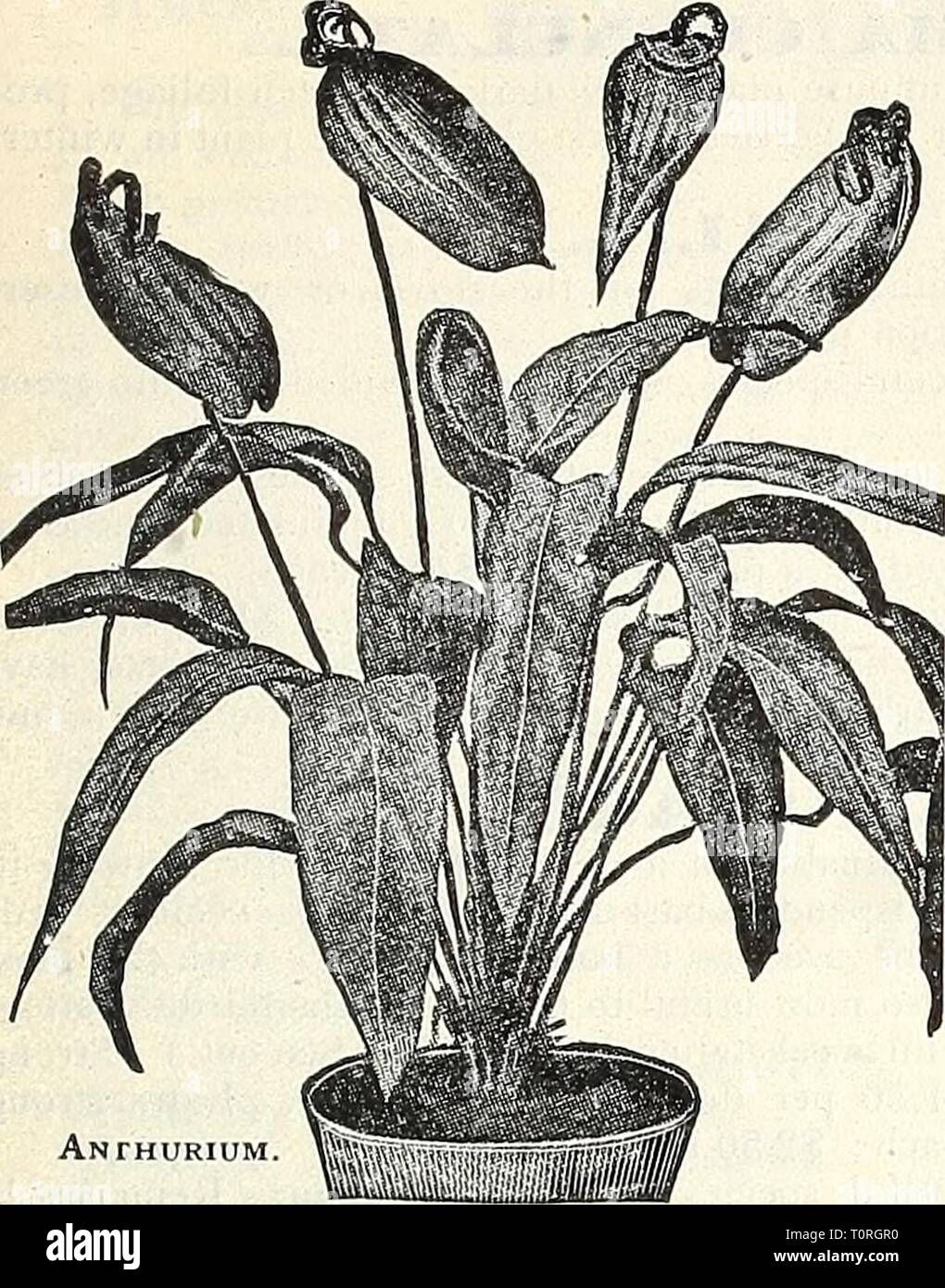 Dreer's garden book 1905 Dreer's garden book : 1905 dreersgardenbook1905henr Année : 1905 iHENRTADREERvWIIAOELPHIAJ^^ ORfEflHOUSfPLW- ARDEN' ; 127 Anthurium. 1 .l'Amaryllis II IIU chacun. ANTHERICUM. Vittatum Variegatum. Un vase plus souhaitable ou fenêtre bo ; plante à feuillage vert longues et étroites bordées de blanc. 15 cts. chaque 1,50 $ par douz. Plcturatum. Similaire à la ci-dessus, sauf dans les inscriptions, le centre de la feuille en cours de blanc avec les bords en vert. 25 cts. Chaque ; 2,50 $ par douz. Antliuriums. (Flamingo Flower ) Joli les plantes de serre qui ont beaucoup de bonnes qualités, non seulement en tant que plantes décoratives, mais Banque D'Images