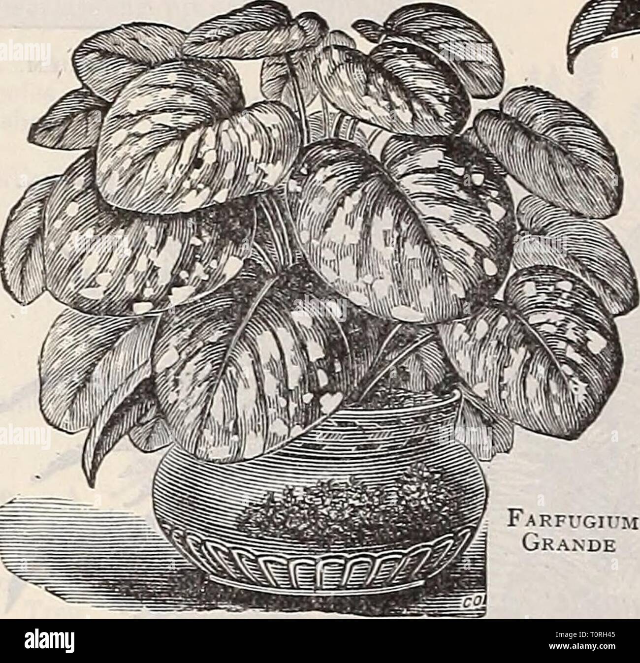 la chambre LINDE-AIME froid espaces et des ombres. ** Superbe Grand fleurs en pot