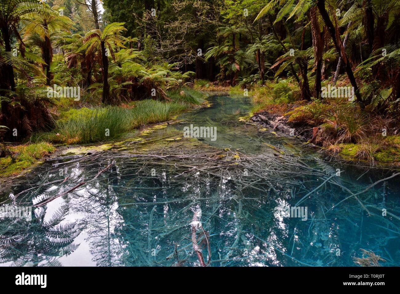Arbre mort en Marais, forêt de Redwoods Whakarewarewa, Rotorua, Nouvelle-Zélande Banque D'Images