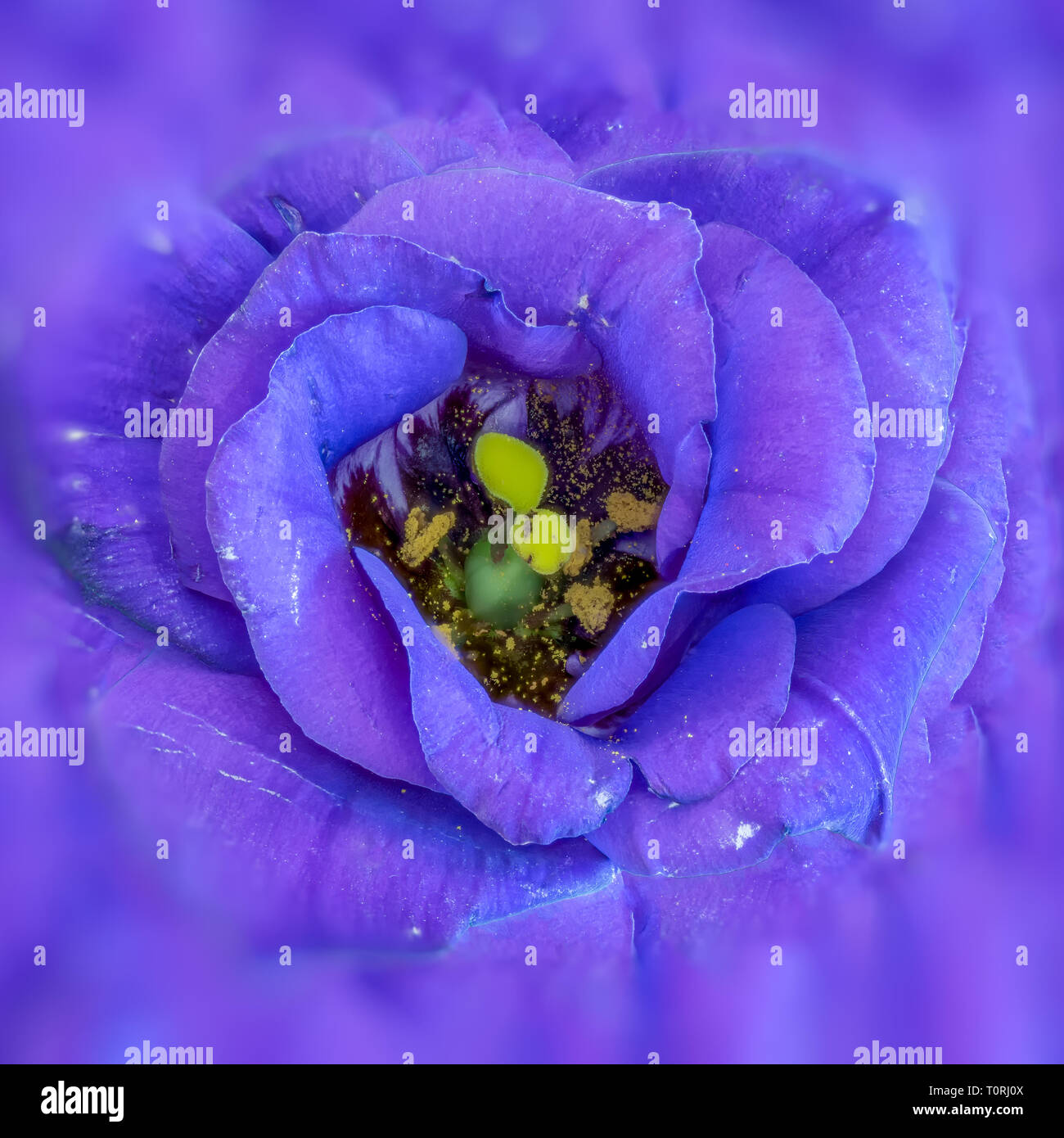Fine art nature morte d'une macro couleur le coeur intérieur d'un lisianthus / bleu gentiane blanche voyante / texas bluebell blossom avec arrière-plan flou Banque D'Images
