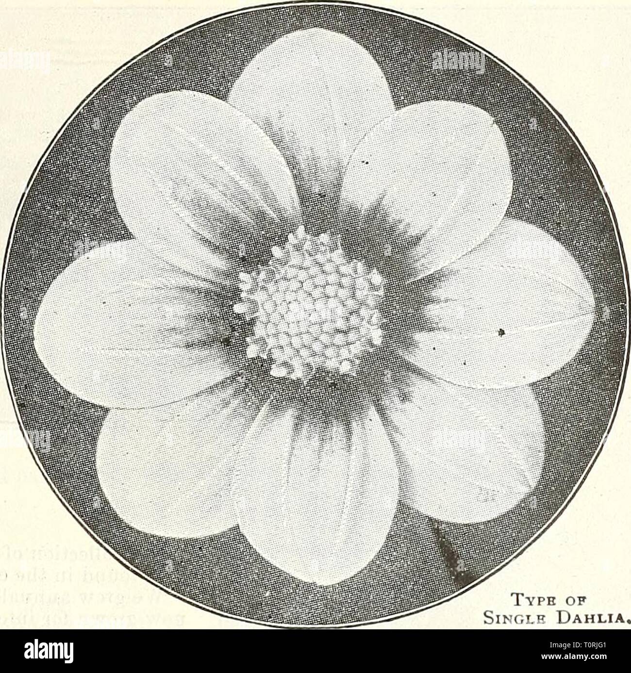 Dreer's garden book 1905 Dreer's garden book : 1905 dreersgardenbook1905henr Année : 1905 •HmRrADffiRvPimACTliPHIAfA^^H mGARD-ORtEHHOUSEPIAhTSjj|J| ws douze choix seul dahlias. Ami Barrilet. Très ricli ; grenat pur ; libre-floraison. Anemone. Blanc pur ; début et Iree. Annie Hughes. Carmine lalce, avec disque jaune. Blackbird. Velouté Noir Marron, ké un rouge lumineux tache à la base de chaque pétale. La mode. Crimson-bordeaux, des nuances plus foncées. Geo. Boreman. Brillant profond carmine, avec une large bande d'orange-scarlet à travers chaque pétale. Juno. Blanc, rose vif 1 tippe ; disque jaune. Lawrence Krame Banque D'Images