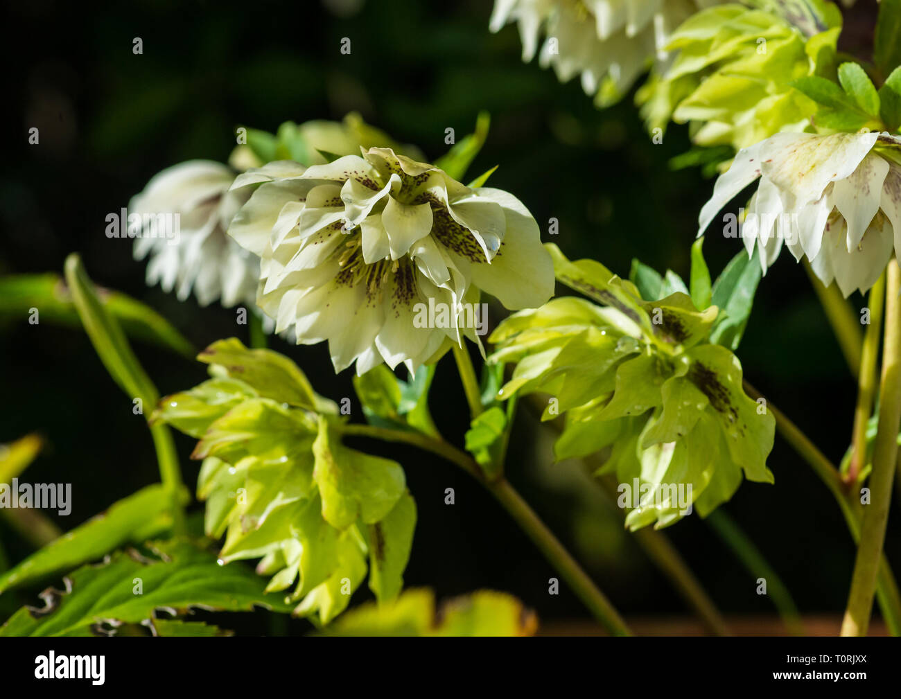 Un plan macro sur certaines fleurs d'hellébore de vieillissement. Banque D'Images