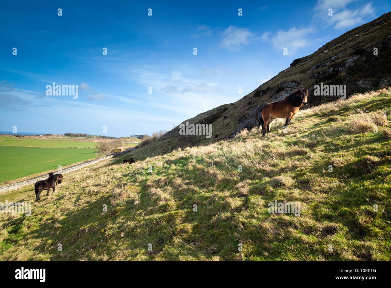 Poney Exmoor sauvages semi, Traprain Law, East Lothian, Scotland, UK Banque D'Images