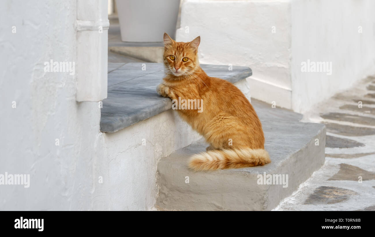 Chat mignon, orange tabby, se penchant contre détendue une étape d'une entrée indépendante dans un village grec ruelle, Cyclades, Mer Égée, Grèce, Europe Banque D'Images