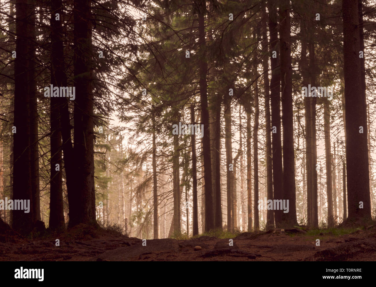 Forêt dans la zone allemande appelée résine Banque D'Images