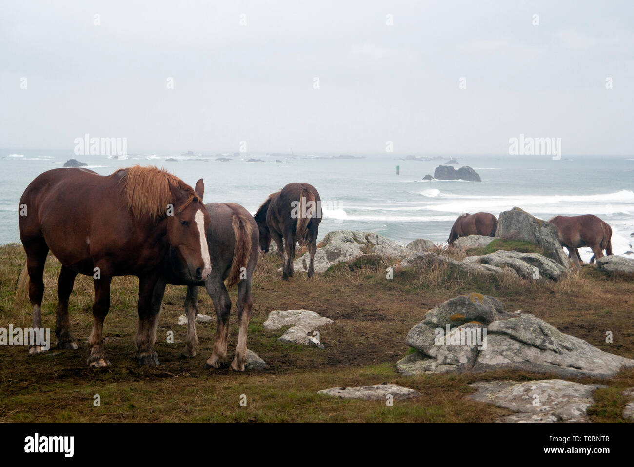 Chevaux dans le Champ poster cheval | Poster Store FR