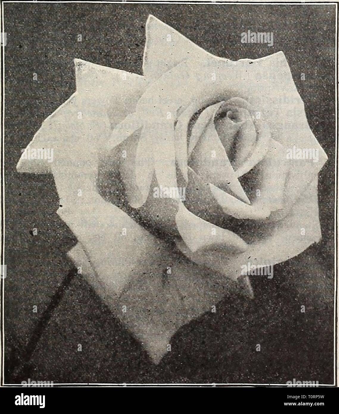 L'Dreer catalogue automne 1910 (1910) du catalogue automne 1910 Dreer1910dreers automne1910henr Année : 1910 ROSES POUR LES SEMIS D'AUTOMNE. Les Roses offerts ci-dessous sont tous des deux ans, les plantes, une partie d'entre eux pot-cultivé et cultivé en partie. Les plants cultivés en pot peuvent être fournis et plantés à la fois. Marqués d'une * sont des variétés cultivées au champ, et sera prêt au début de novembre. Vingt =CINQ CHOIX HARDY ROSES PERPÉTUEL HYBRIDE Alfred Colomb. Cherry ; l'ombre rouge. Anna de Diesbach. Rose carmin clair ; très grand. Le Baron de Bonstetten. Grand-velouté cramoisi noirâtre. -La Baronne Rothschild. Pâle superbe s Banque D'Images