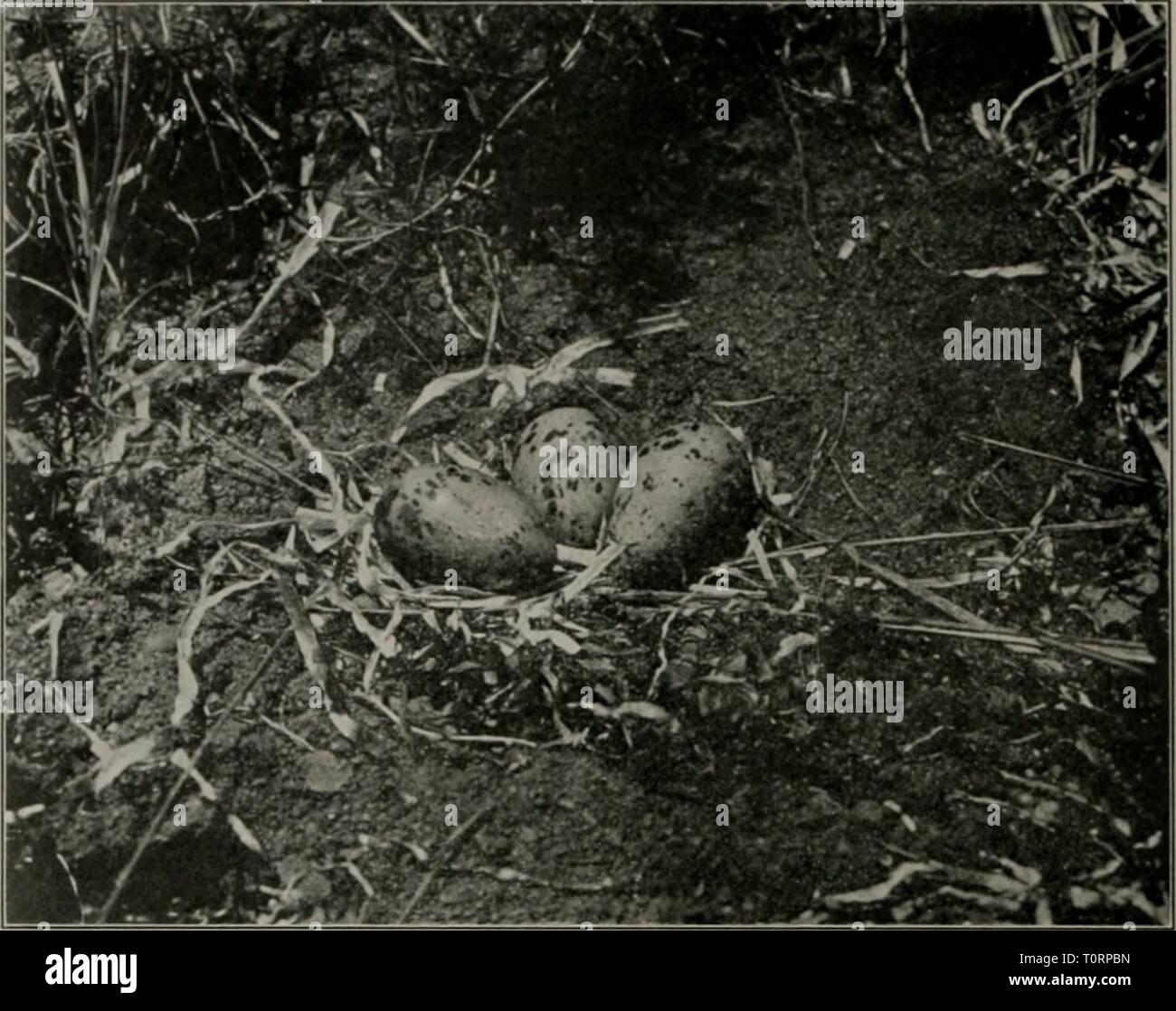 Le chat domestique ; bird ... Le chat domestique ; bird killer, Mouser et le destructeur de la vie sauvage ; moyens d'utiliser et de contrôle il domesticcatbirdk00forbrich Année : PLAQUE 1916 VIII. La FIA. 1. Â Les chats ici Xo. Un nid de Wilson's tern, intact sur une île où aucun chat a vécu. Â ¢'fSf - ?4.y' * ,^' â /y Fio. 2.Â Le travail du chat. Un massacre gratuit. Vestiges d'un motlier dougall comme trouvés ; tué par un chat. Des milliers de ces oiseaux tués sur leurs nids par les chats dans l'île. Voir page 57. (Photographie de M. Howard H. Cleaves.) Banque D'Images