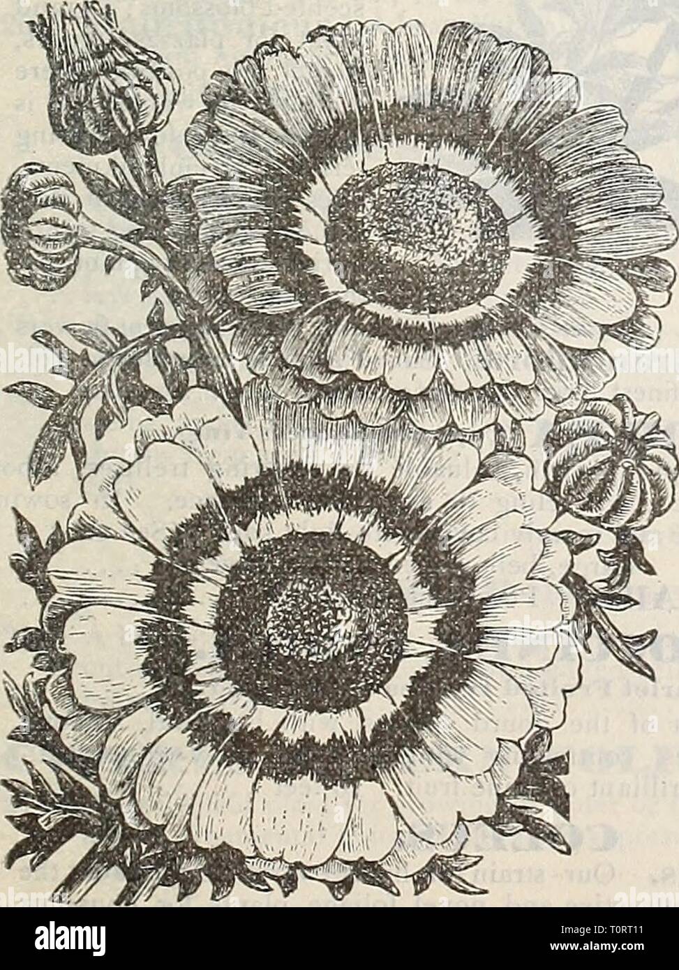 Dreer 1901 Calendrier du jardin (1901) Le jardin 1901 Dreer1901dreers calendrier jardin1901henr Année : 1901 Sweet jaune Sultan. Centaurea Margarit.'e. CEXTROSEMA. Pois (papillon) par PKT. 1901 Grandlflora. Une vigne de rare, wdiich beautv fleurit en juillet à partir de graines semées en avril, et les ours en grande profusion de fleurs en forme de pois inversé, de couleur violet à rose un de couleur rouge-violet, avec un large et plumeuses marquage blanc par le centre 10 CLIANTHUS. (Australian Gloire Pois.) Une belle adjudication arbuste vivace, portant des grappes de trille, riche brillant-écarlate, en forme de pois Banque D'Images