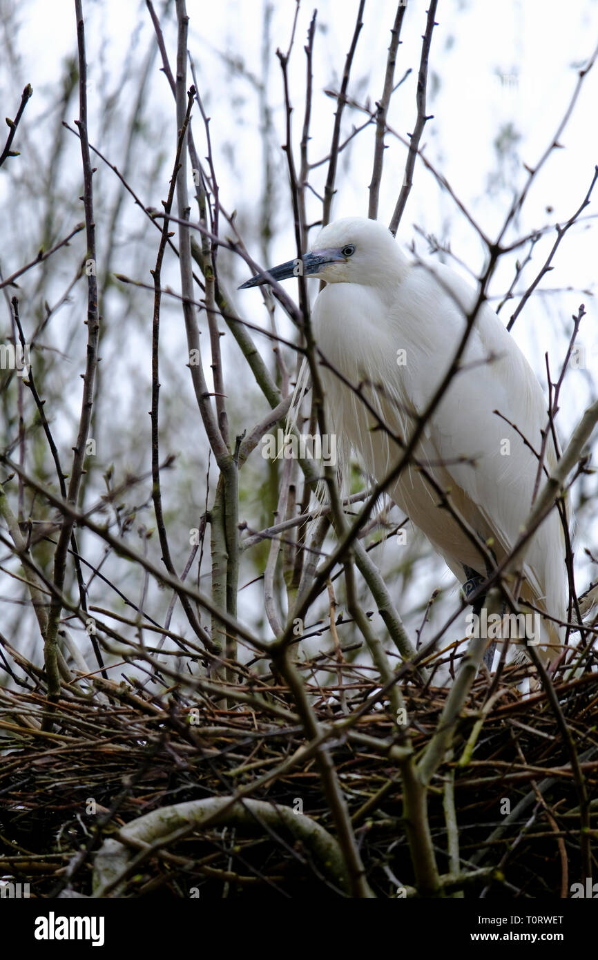 L'Aigrette garzette au nid au début du printemps Banque D'Images